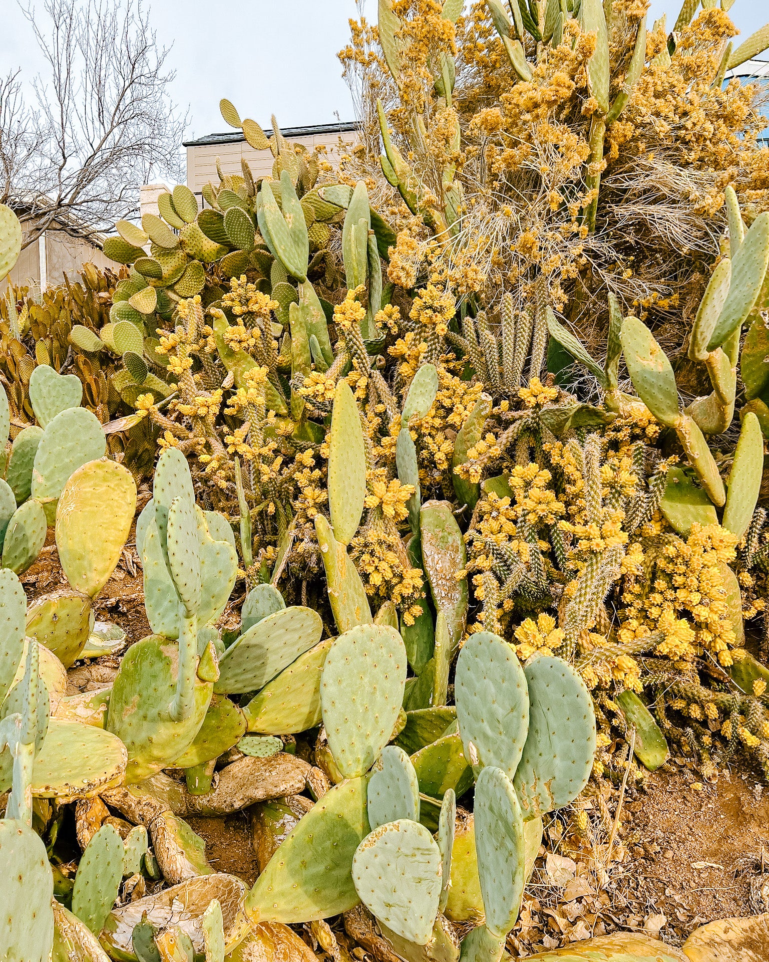 Cactus plants with yellow flowers in a natural setting