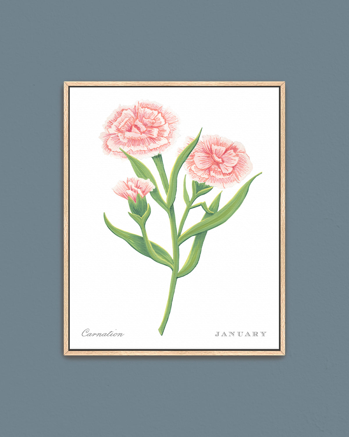 Carnation (January) birth flower fine art print, classic botanical style on white background. Oak frame available.