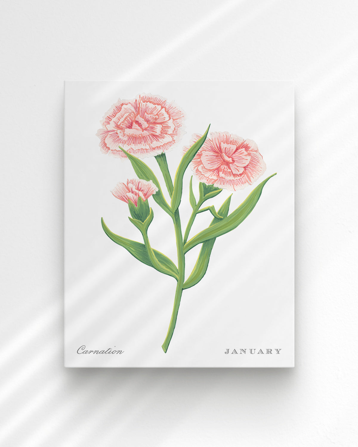Carnation (January) birth flower fine art print, classic botanical style on white background. Oak frame available.