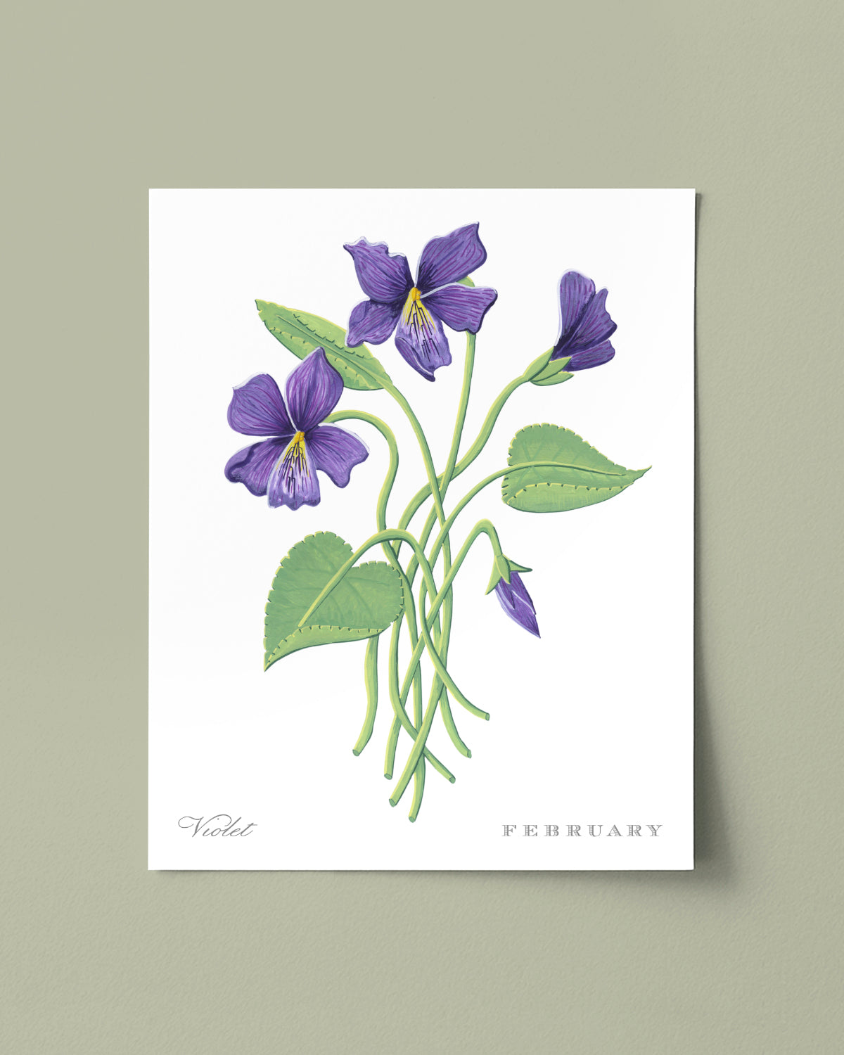Violet (February) birth flower fine art print, classic botanical style on white background. Oak frame available.