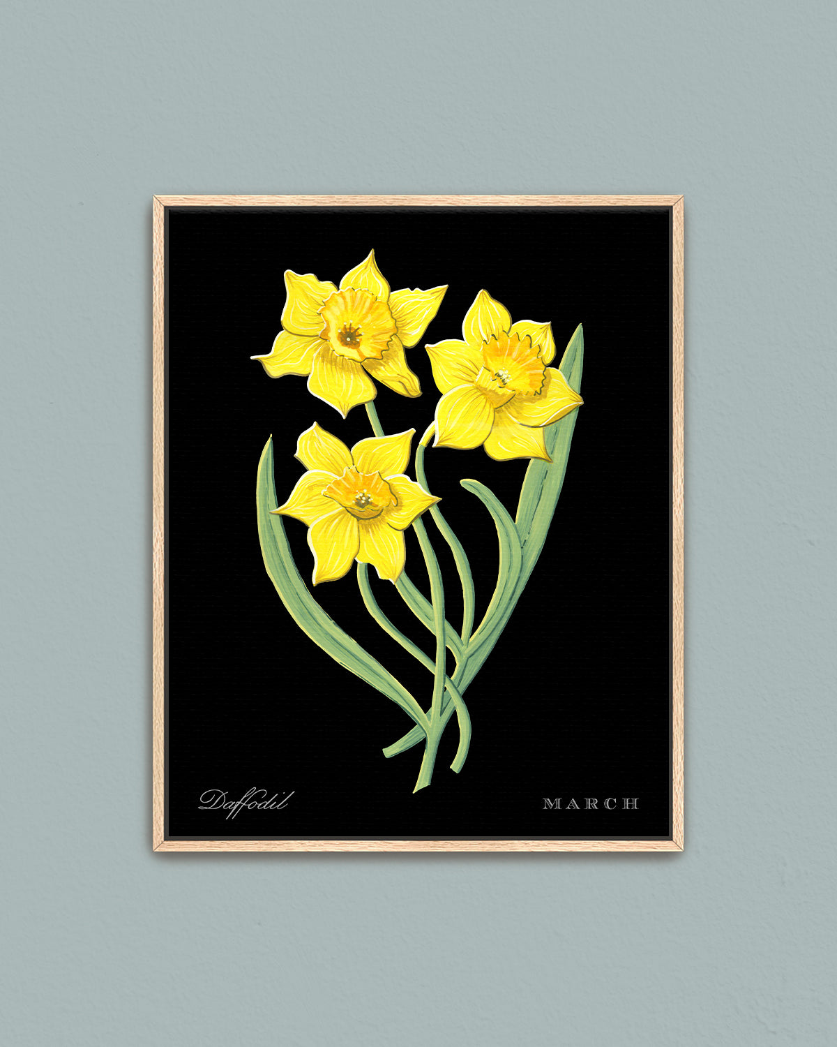 Daffodil (March) birth flower fine art print, classic botanical style on black background. Oak frame available.