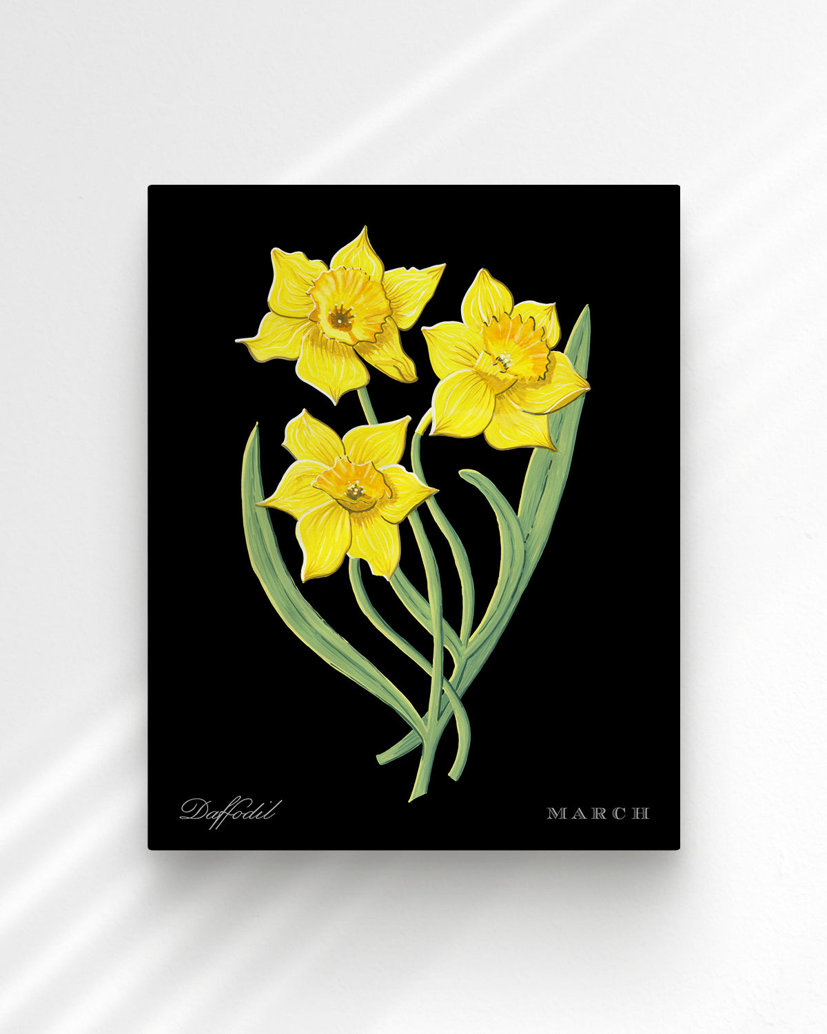 Daffodil (March) birth flower fine art print, classic botanical style on black background. Oak frame available.