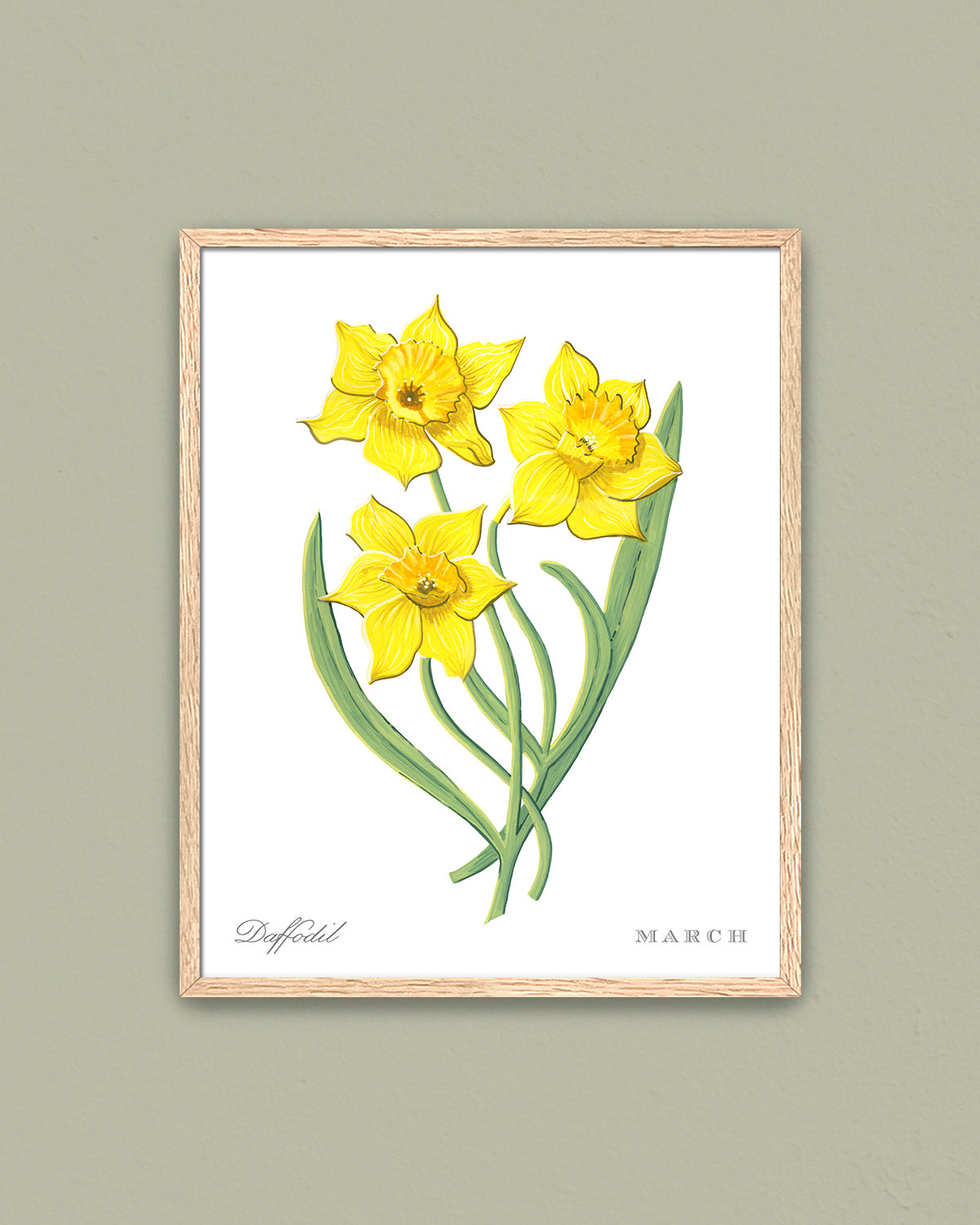 Daffodil (March) birth flower fine art print, classic botanical style on white background. Oak frame available.