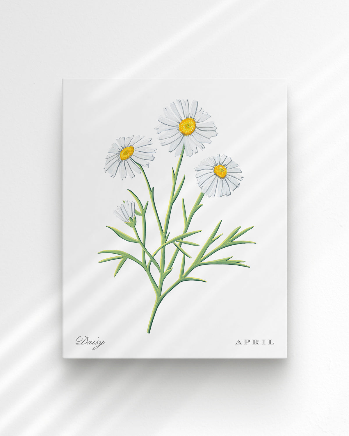 Daisy (April) birth flower fine art print, classic botanical style on white background. Oak frame available.