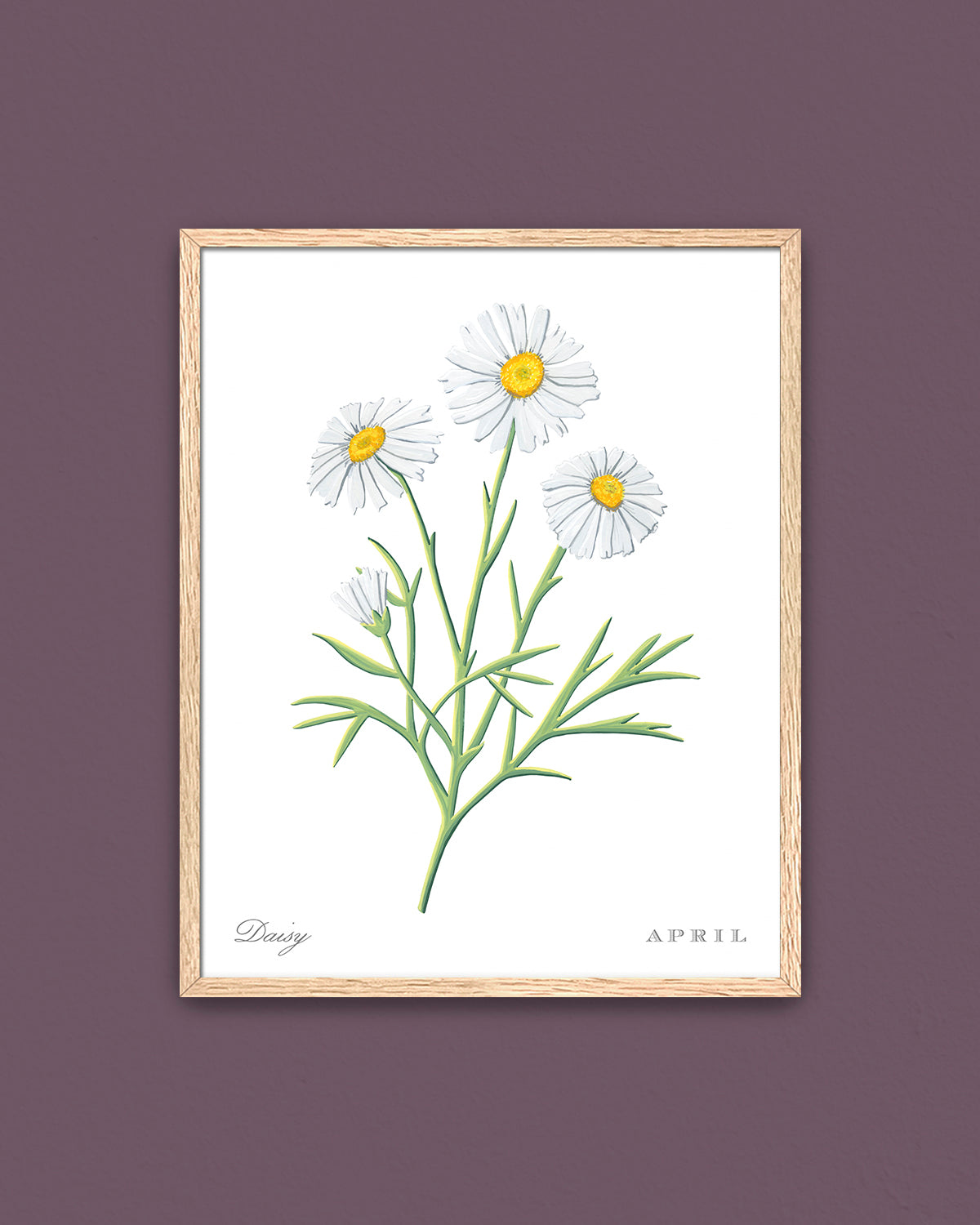 Daisy (April) birth flower fine art print, classic botanical style on white background. Oak frame available.