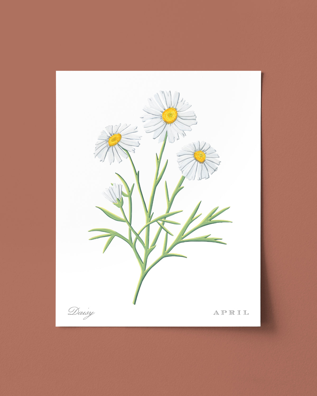 Daisy (April) birth flower fine art print, classic botanical style on white background. Oak frame available.