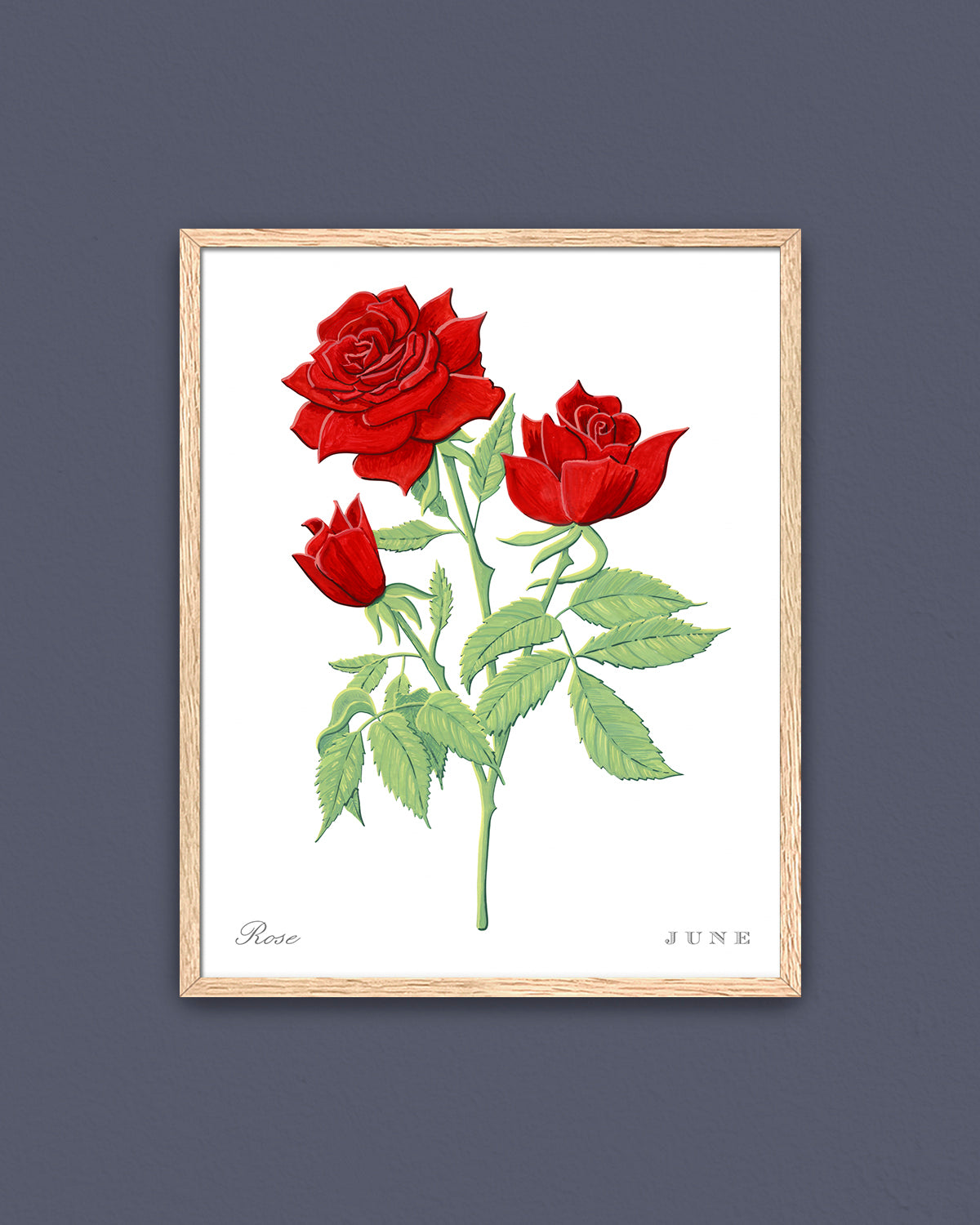 Rose (June) birth flower fine art print, classic botanical style on white background. Oak frame available.