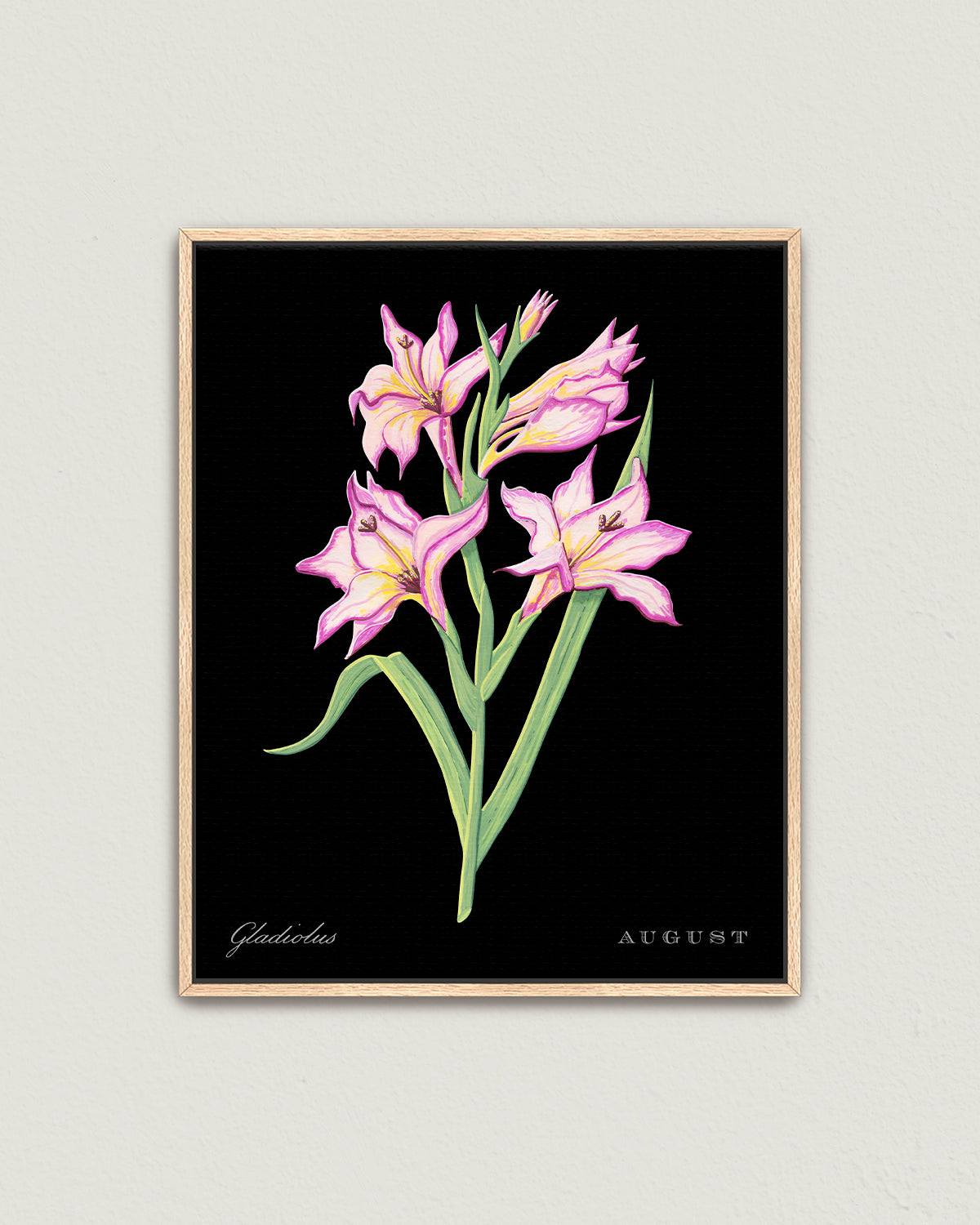 Gladiolus (August) birth flower fine art print, classic botanical style on black background. Oak frame available.