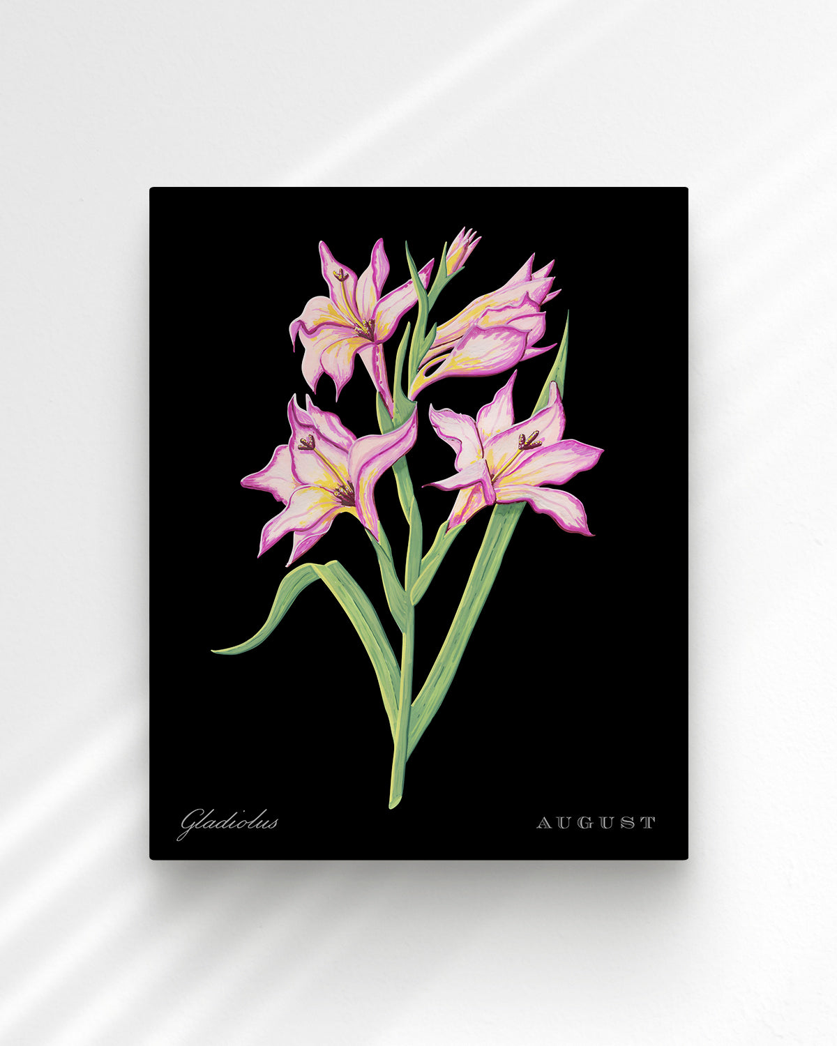 Gladiolus (August) birth flower fine art print, classic botanical style on black background. Oak frame available.