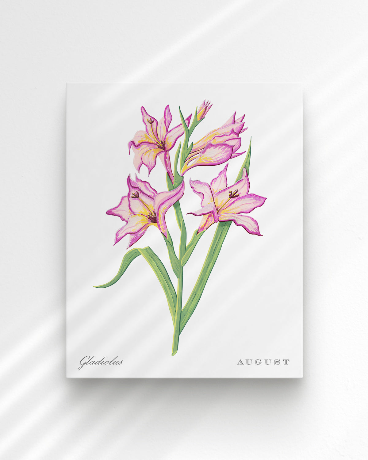 Gladiolus (August) birth flower fine art print, classic botanical style on white background. Oak frame available.