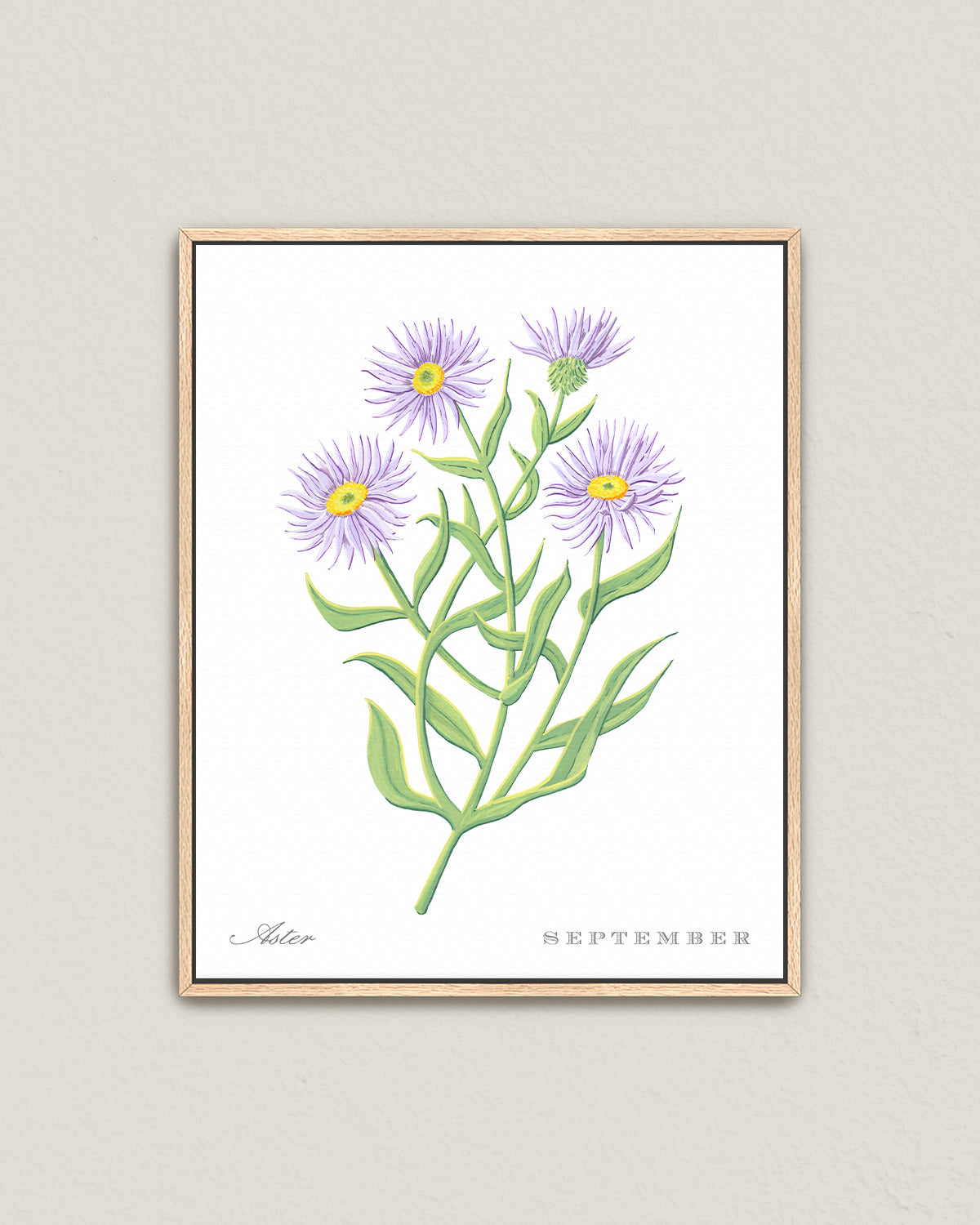 Aster (September) birth flower fine art print, classic botanical style on white background. Oak frame available.