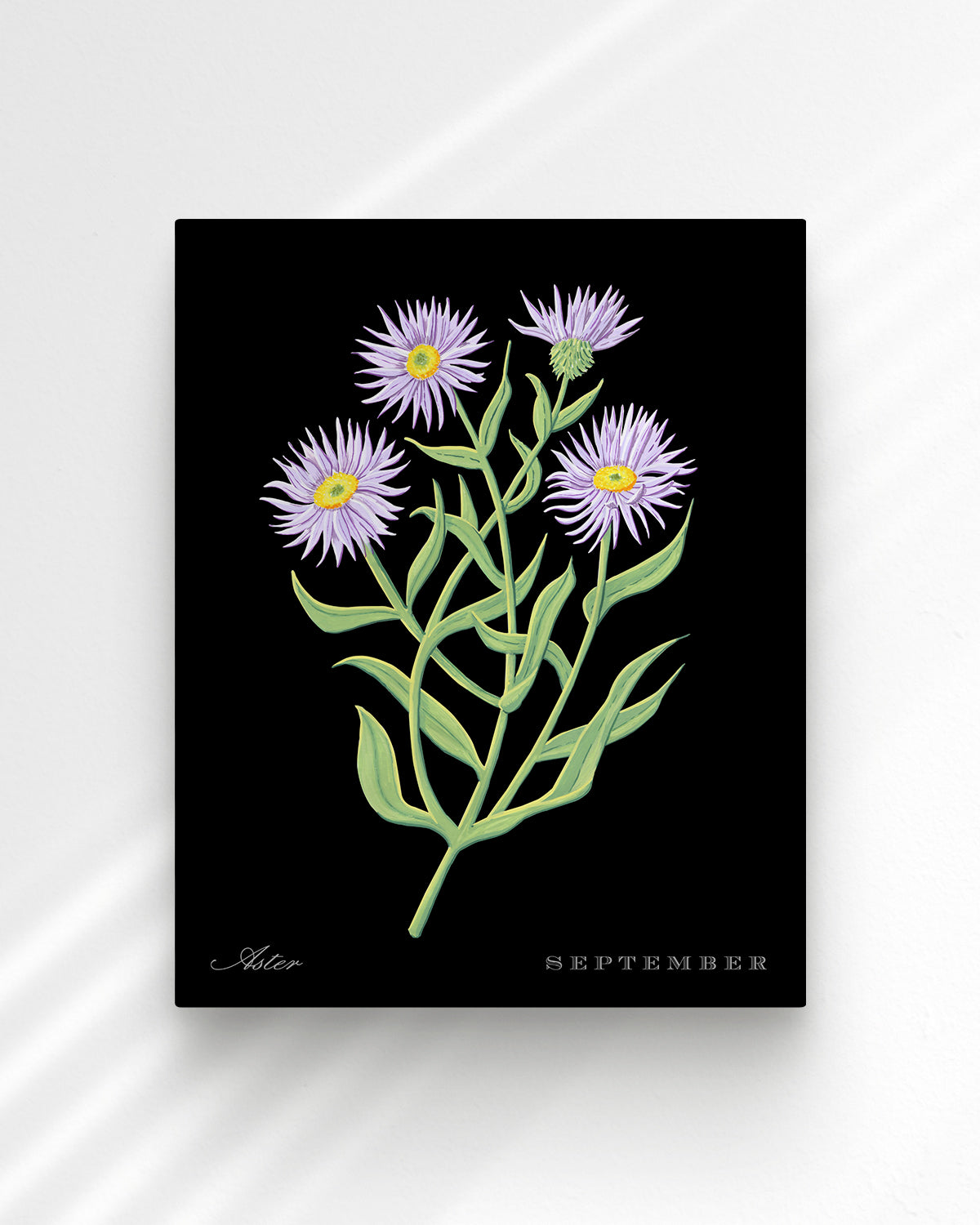Aster (September) birth flower fine art print, classic botanical style on black background. Oak frame available.