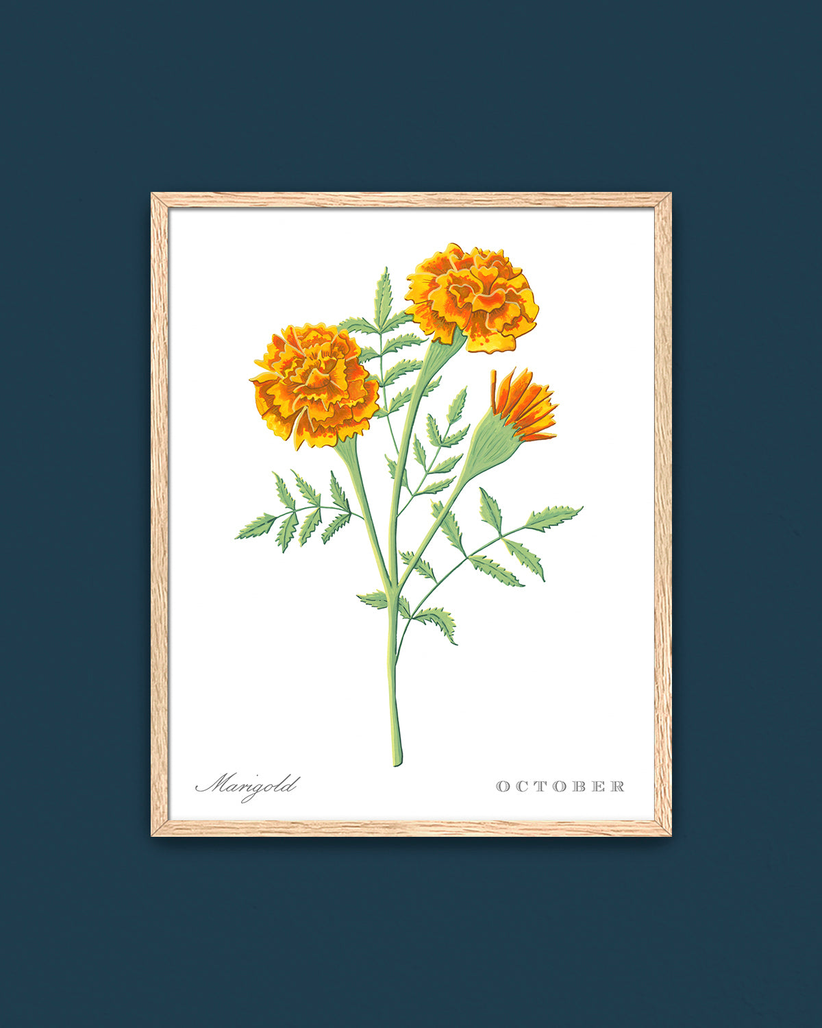 Marigold (October) birth flower fine art print, classic botanical style on white background. Oak frame available.