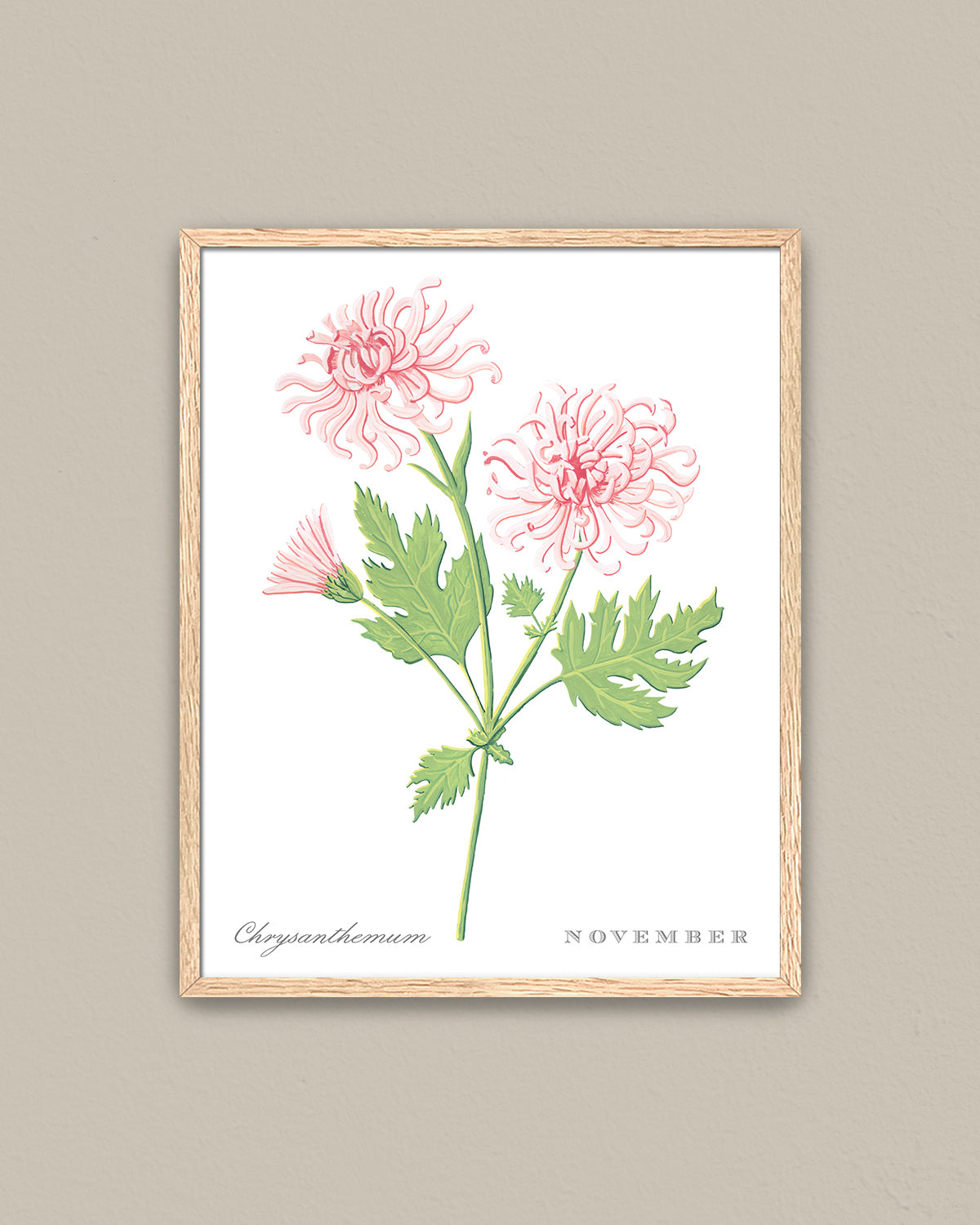 Chrysanthemum (November) birth flower fine art print, classic botanical style on white background. Oak frame available.