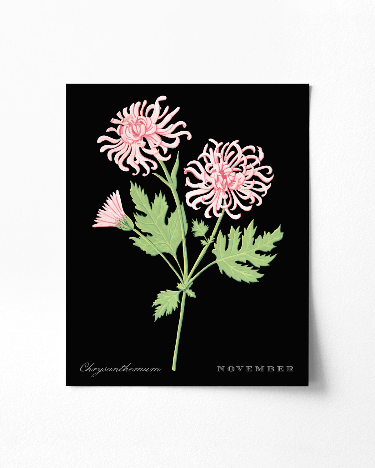Chrysanthemum (November) birth flower fine art print, classic botanical style on black background. Oak frame available.