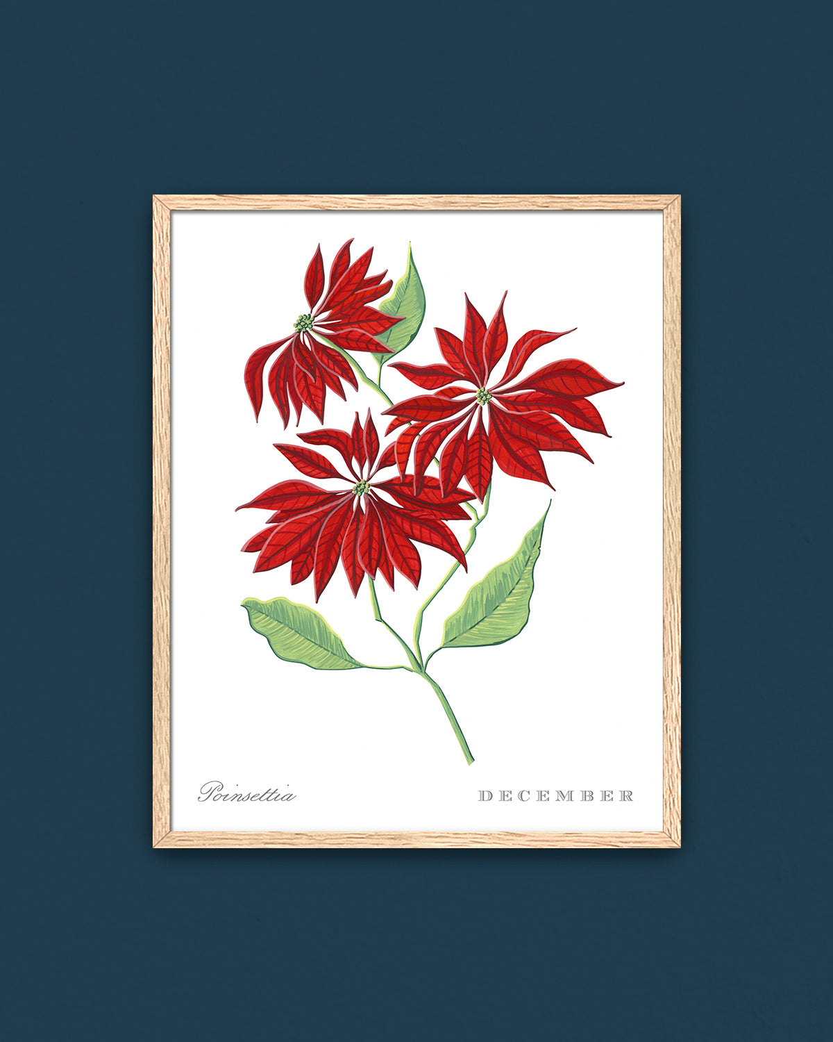 Poinsettia (December) birth flower fine art print, classic botanical style on white background. Oak frame available.