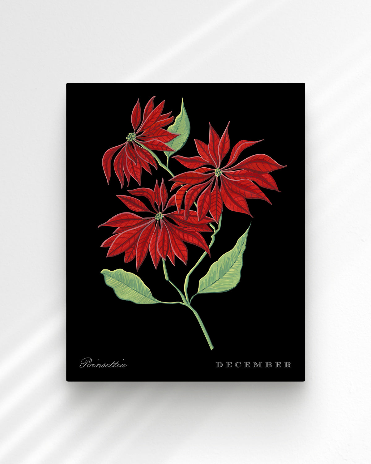 Poinsettia (December) birth flower fine art print, classic botanical style on black background. Oak frame available.