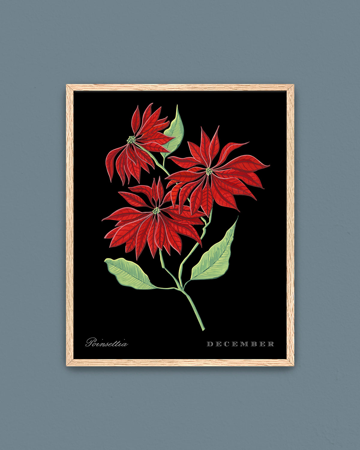 Poinsettia (December) birth flower fine art print, classic botanical style on black background. Oak frame available.