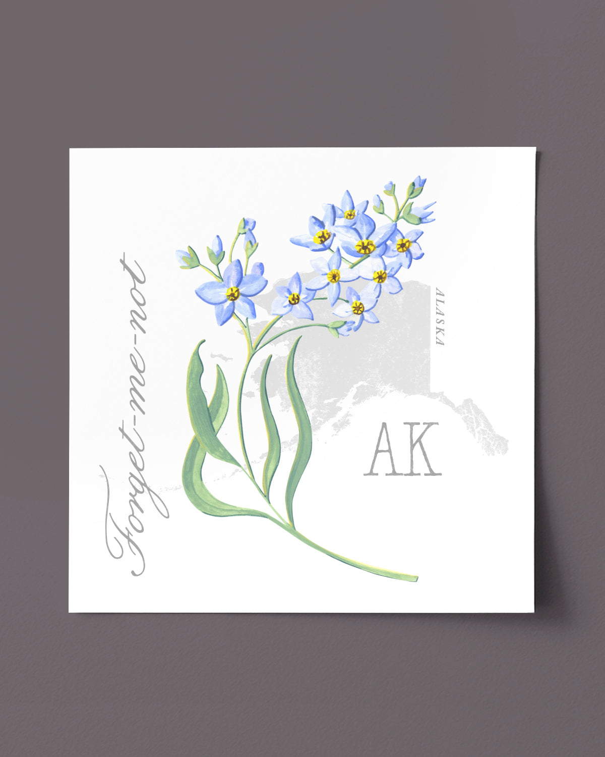 Forget-me-Not (Alaska) state flower fine art print, classic botanical style on white background. Oak frame available.