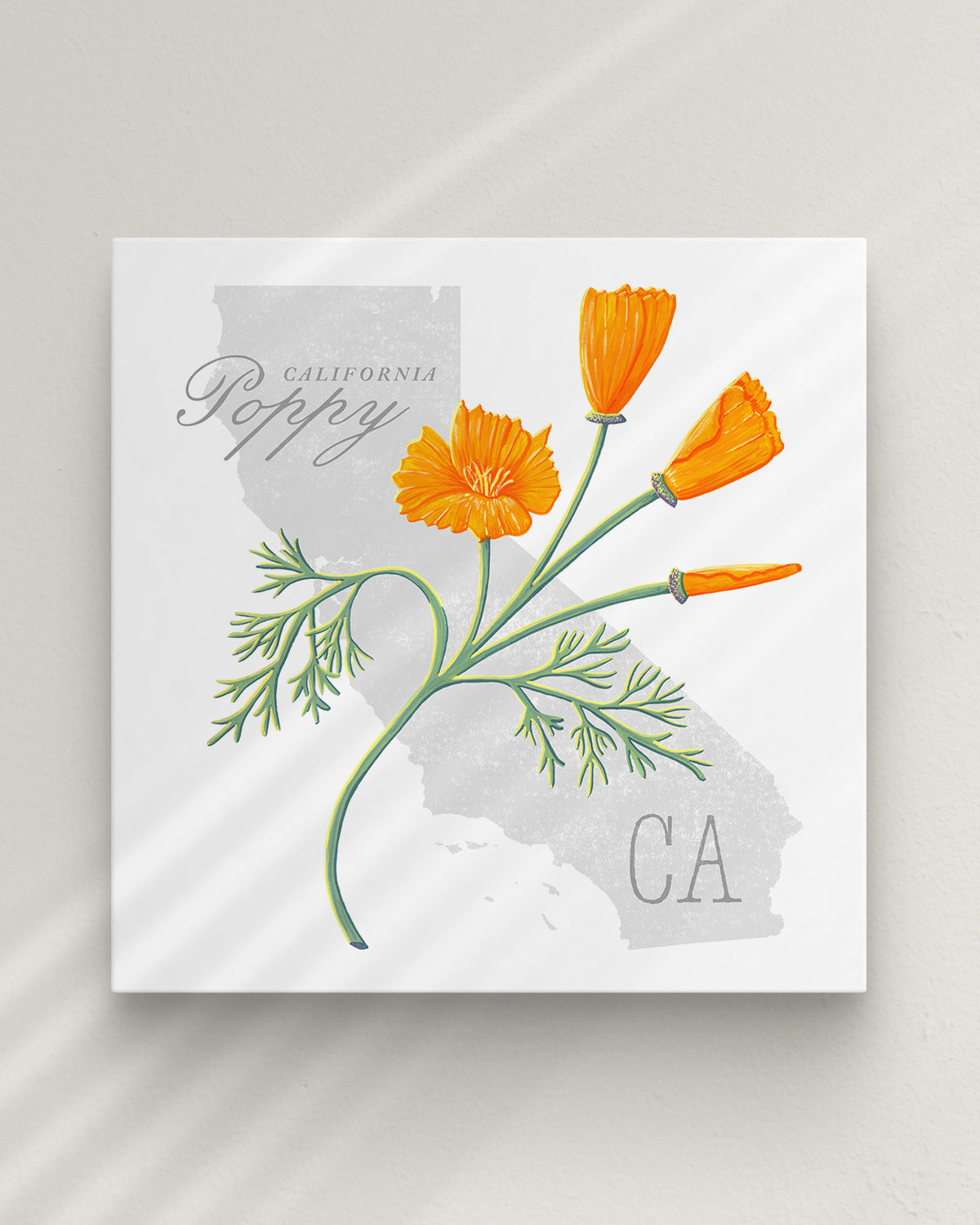 California Poppy (California) state flower fine art print, classic botanical style on white background. Oak frame available.
