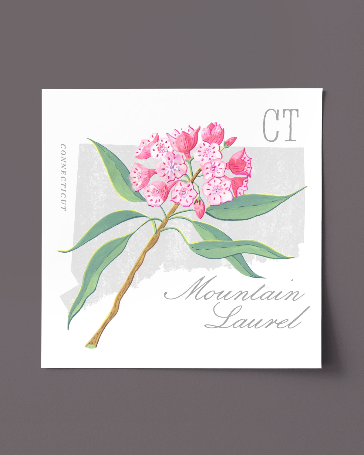 Mountain Laurel (Connecticut) state flower fine art print, classic botanical style on white background. Oak frame available.