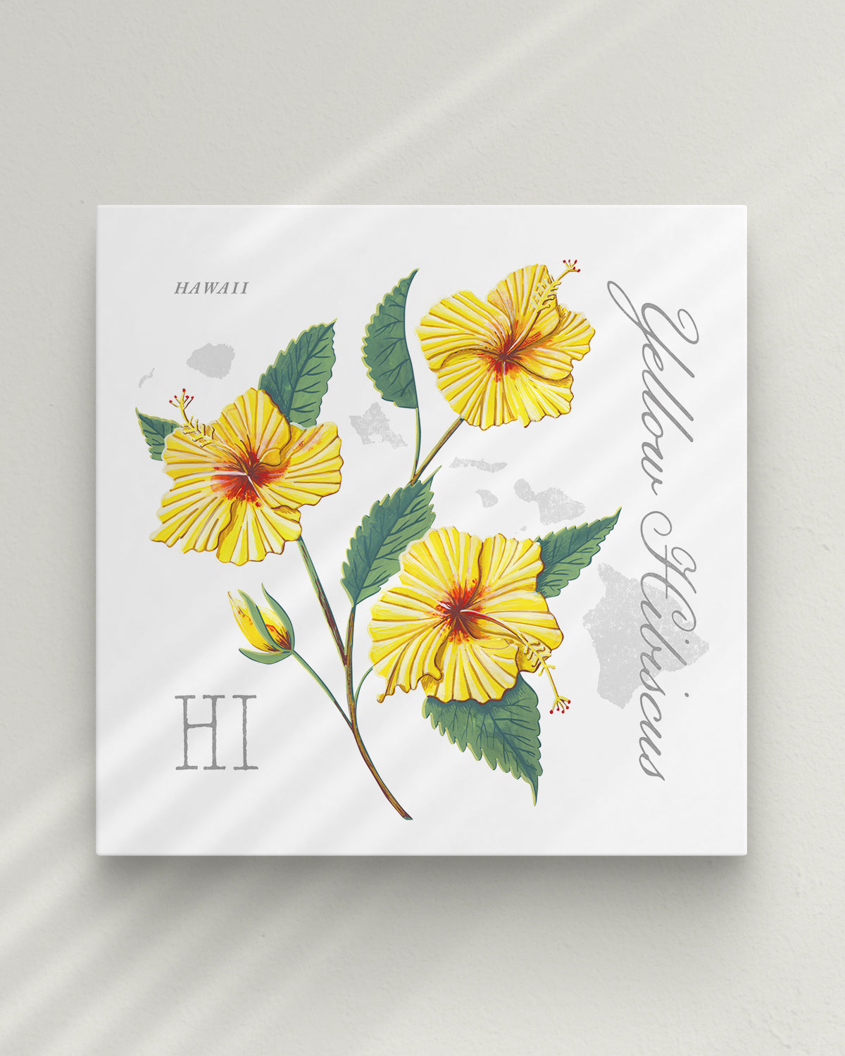 Yellow Hibiscus (Hawaii) state flower fine art print, classic botanical style on white background. Oak frame available.
