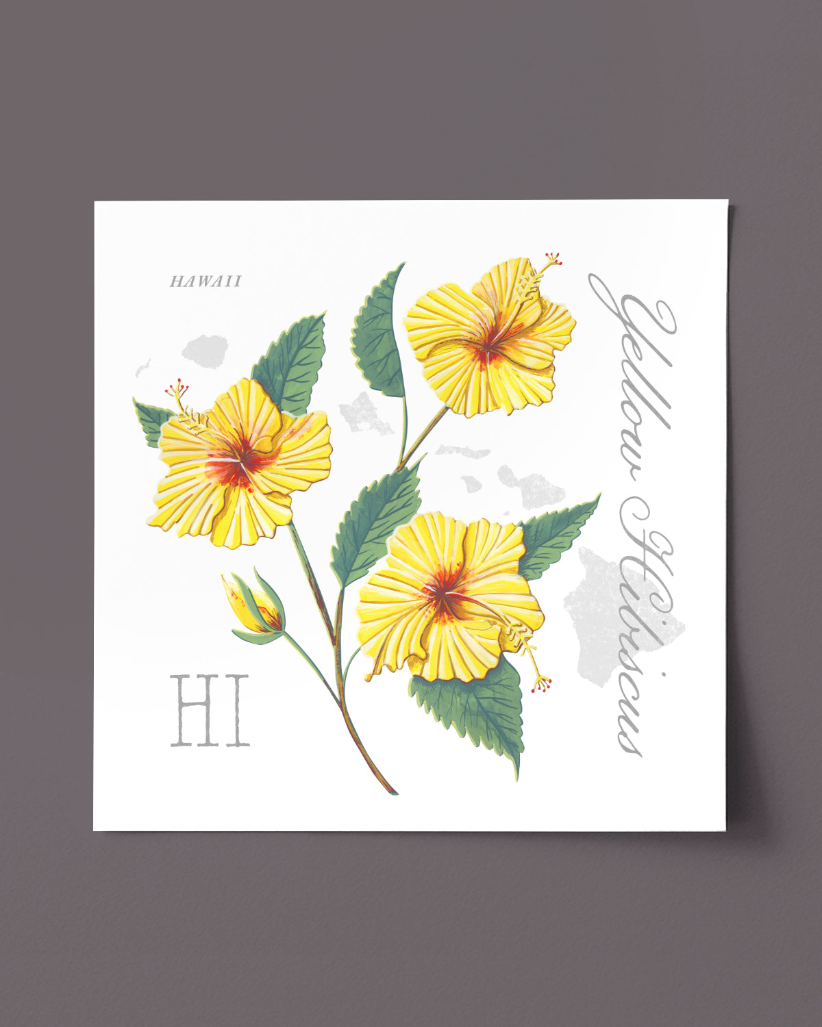 Yellow Hibiscus (Hawaii) state flower fine art print, classic botanical style on white background. Oak frame available.
