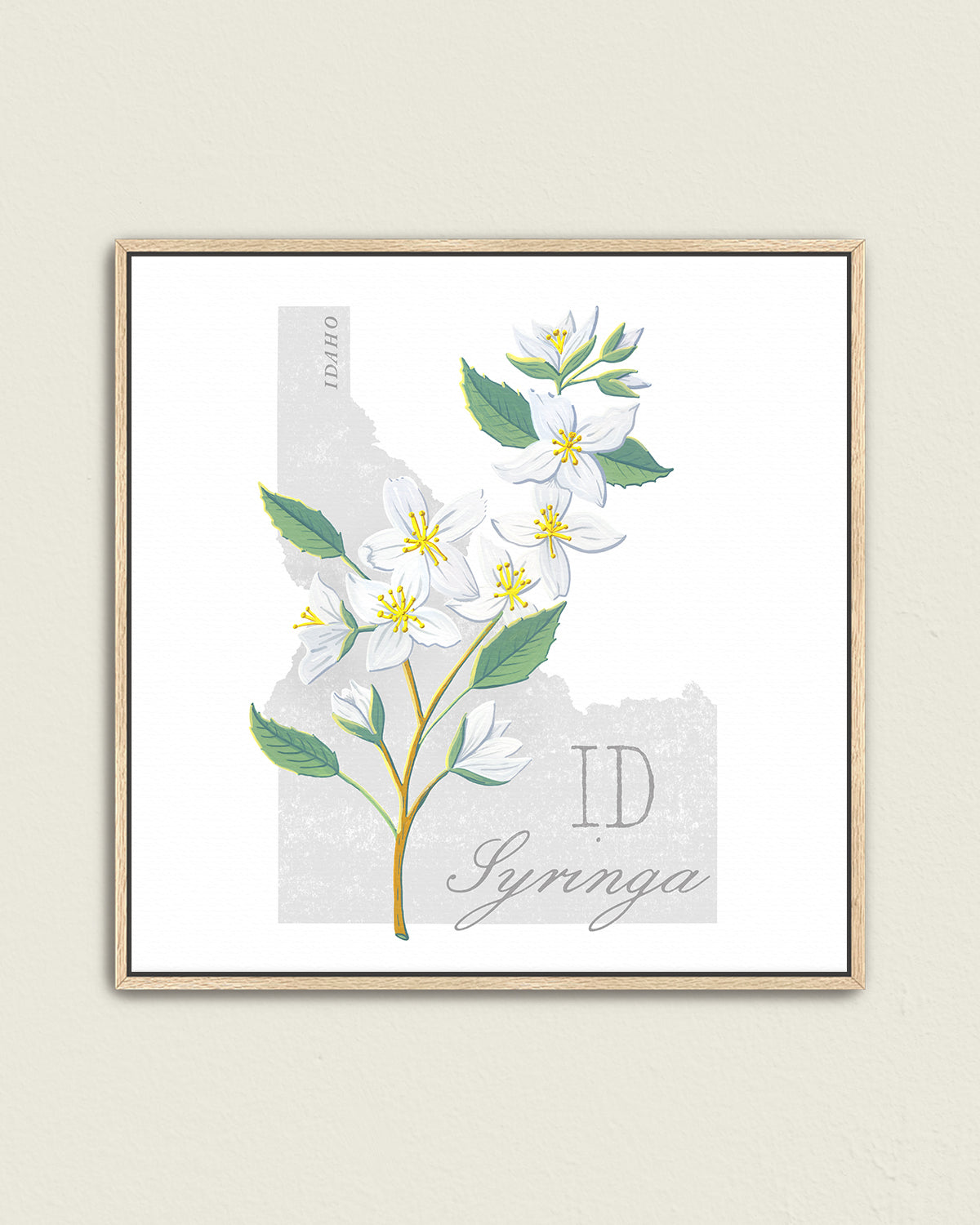 Syringa (Idaho) state flower fine art print, classic botanical style on white background. Oak frame available.