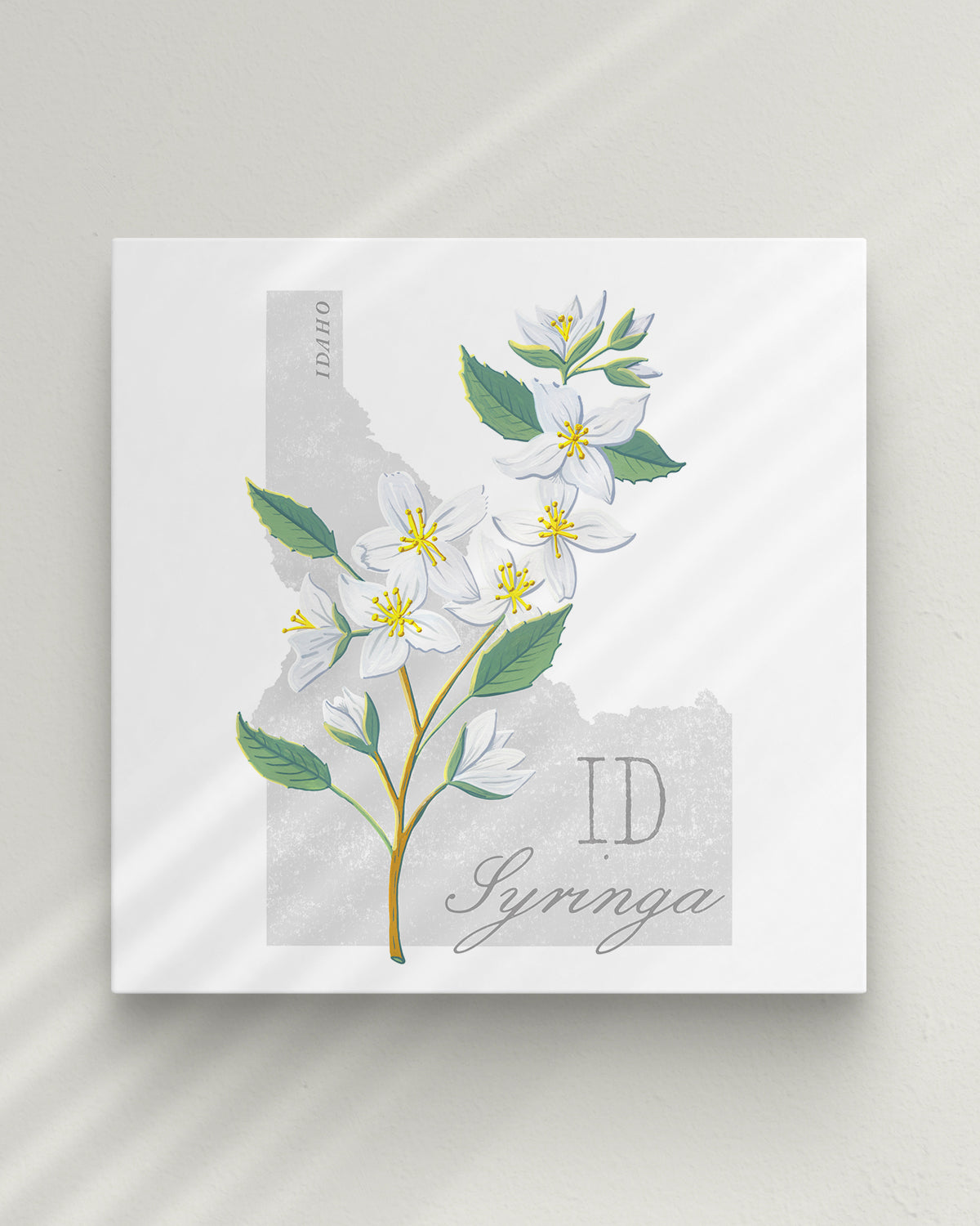 Syringa (Idaho) state flower fine art print, classic botanical style on white background. Oak frame available.