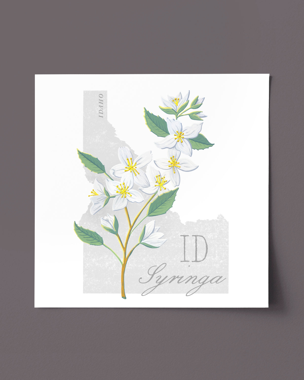 Syringa (Idaho) state flower fine art print, classic botanical style on white background. Oak frame available.