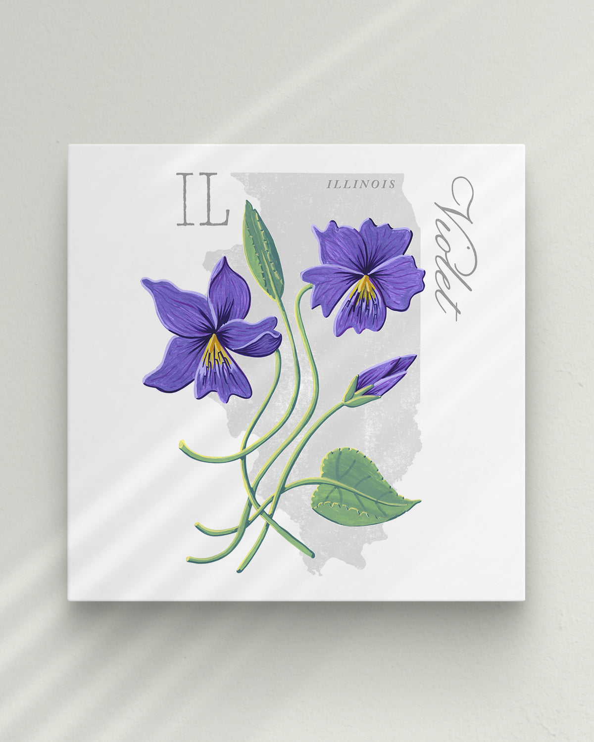 Violet (Illinois) state flower fine art print, classic botanical style on white background. Oak frame available.