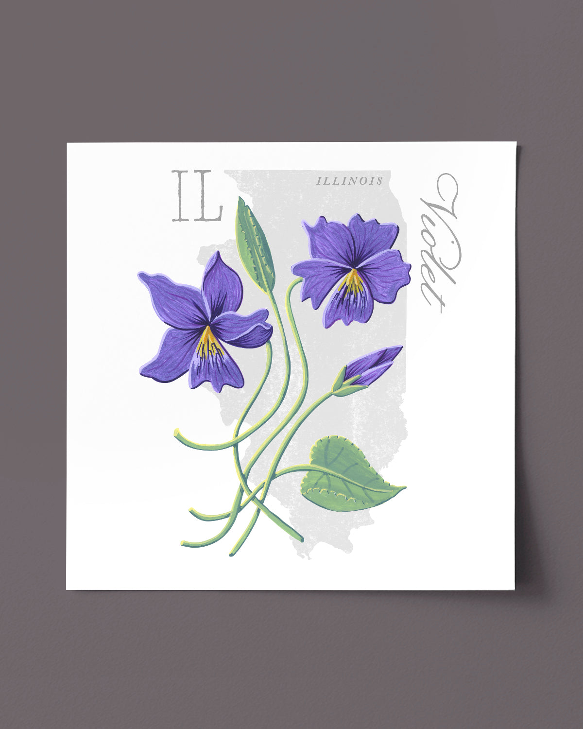 Violet (Illinois) state flower fine art print, classic botanical style on white background. Oak frame available.