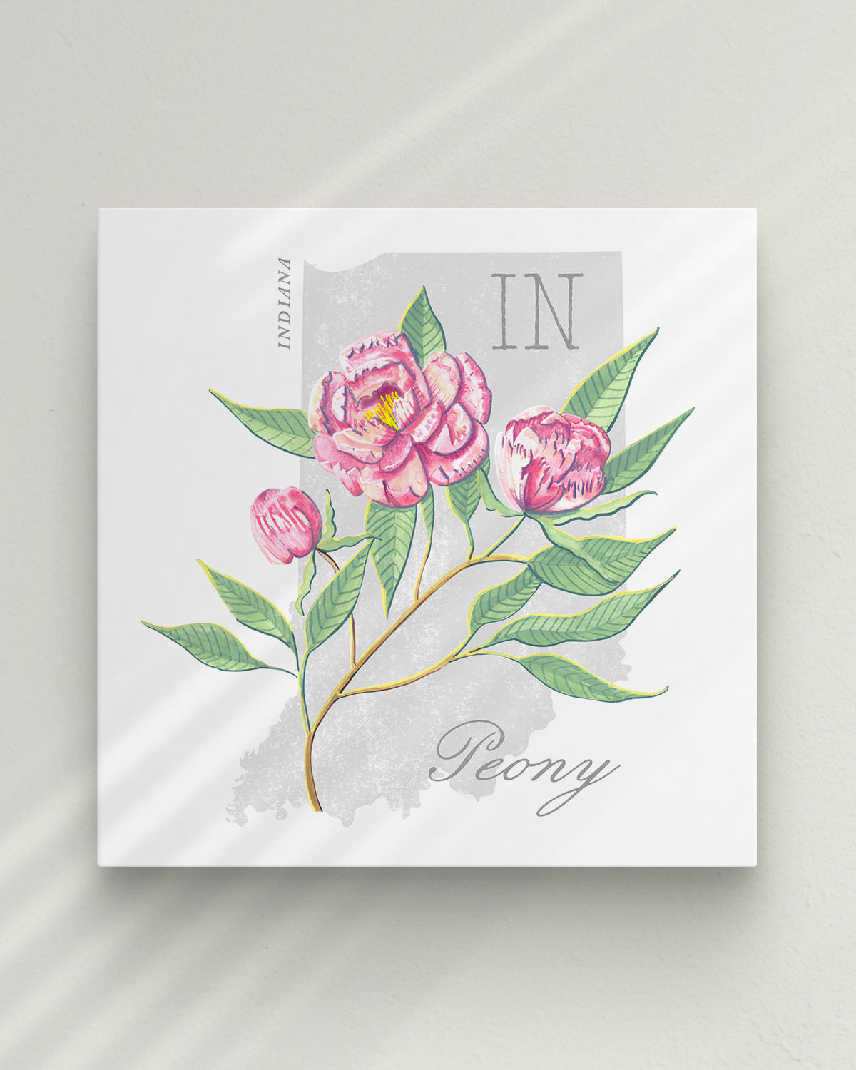 Indiana (Peony) state flower fine art print, classic botanical style on white background. Oak frame available.
