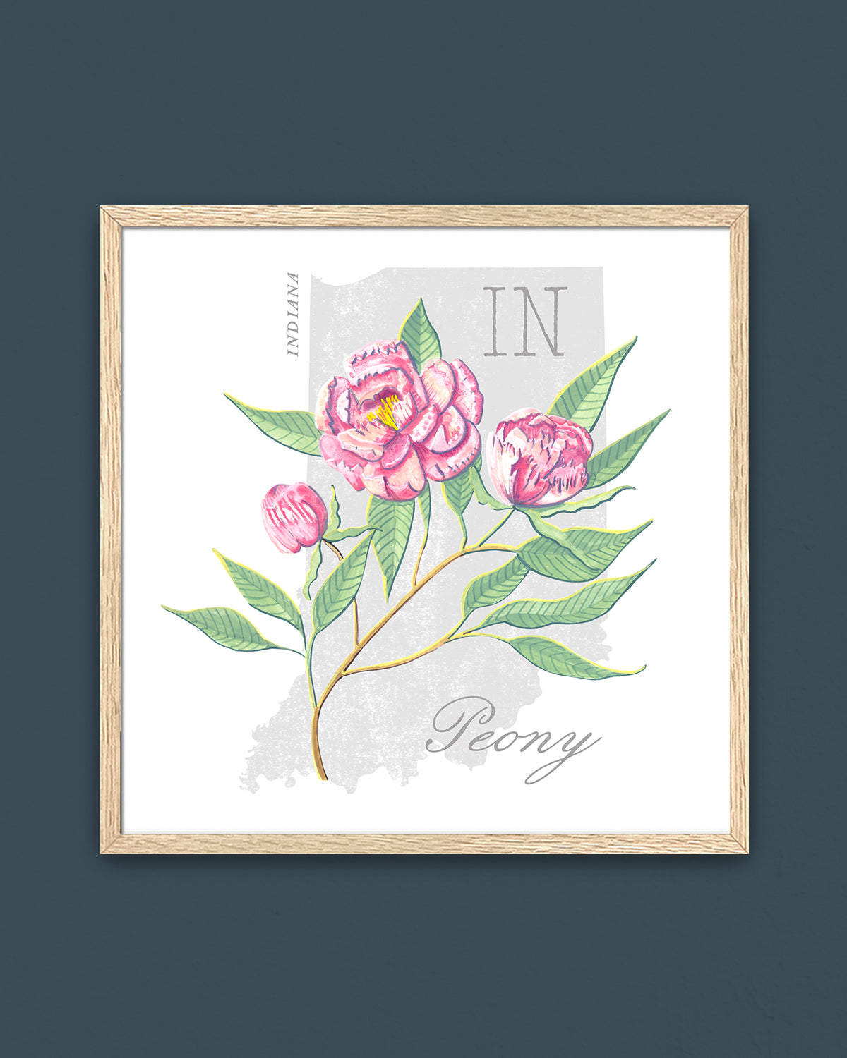 Indiana (Peony) state flower fine art print, classic botanical style on white background. Oak frame available.