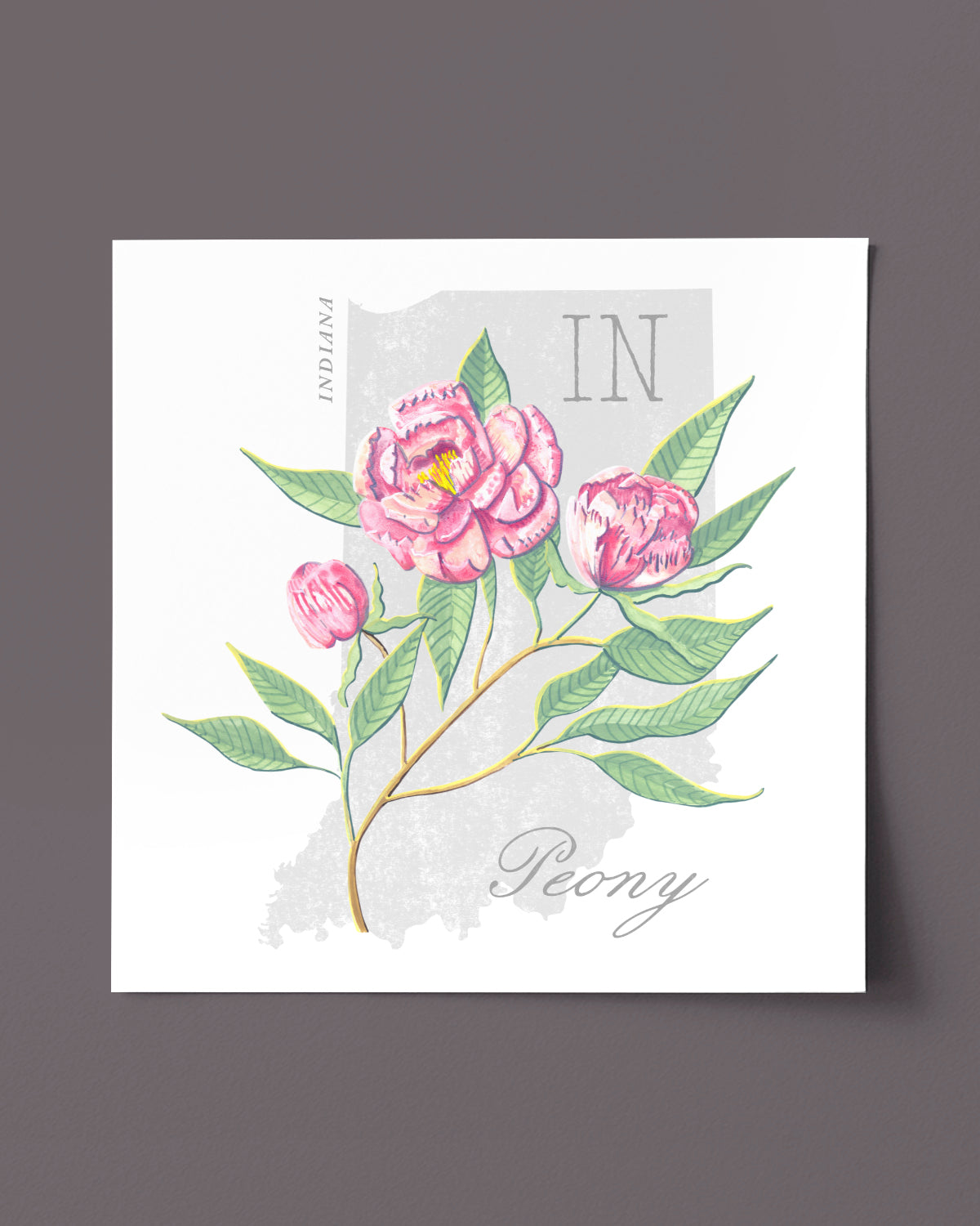 Indiana (Peony) state flower fine art print, classic botanical style on white background. Oak frame available.