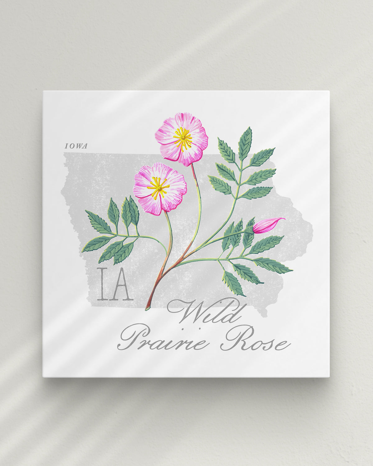 Iowa (Wild Prairie Rose) state flower fine art print, classic botanical style on white background. Oak frame available.