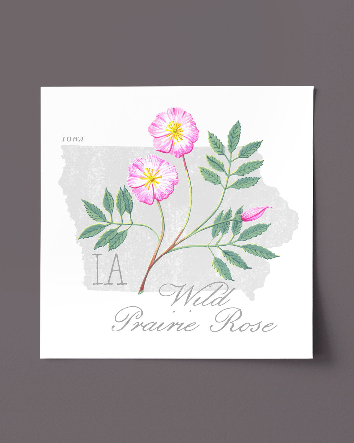 Iowa (Wild Prairie Rose) state flower fine art print, classic botanical style on white background. Oak frame available.