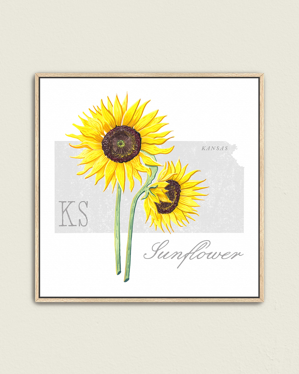 Kansas (Sunflower) state flower fine art print, classic botanical style on white background. Oak frame available.