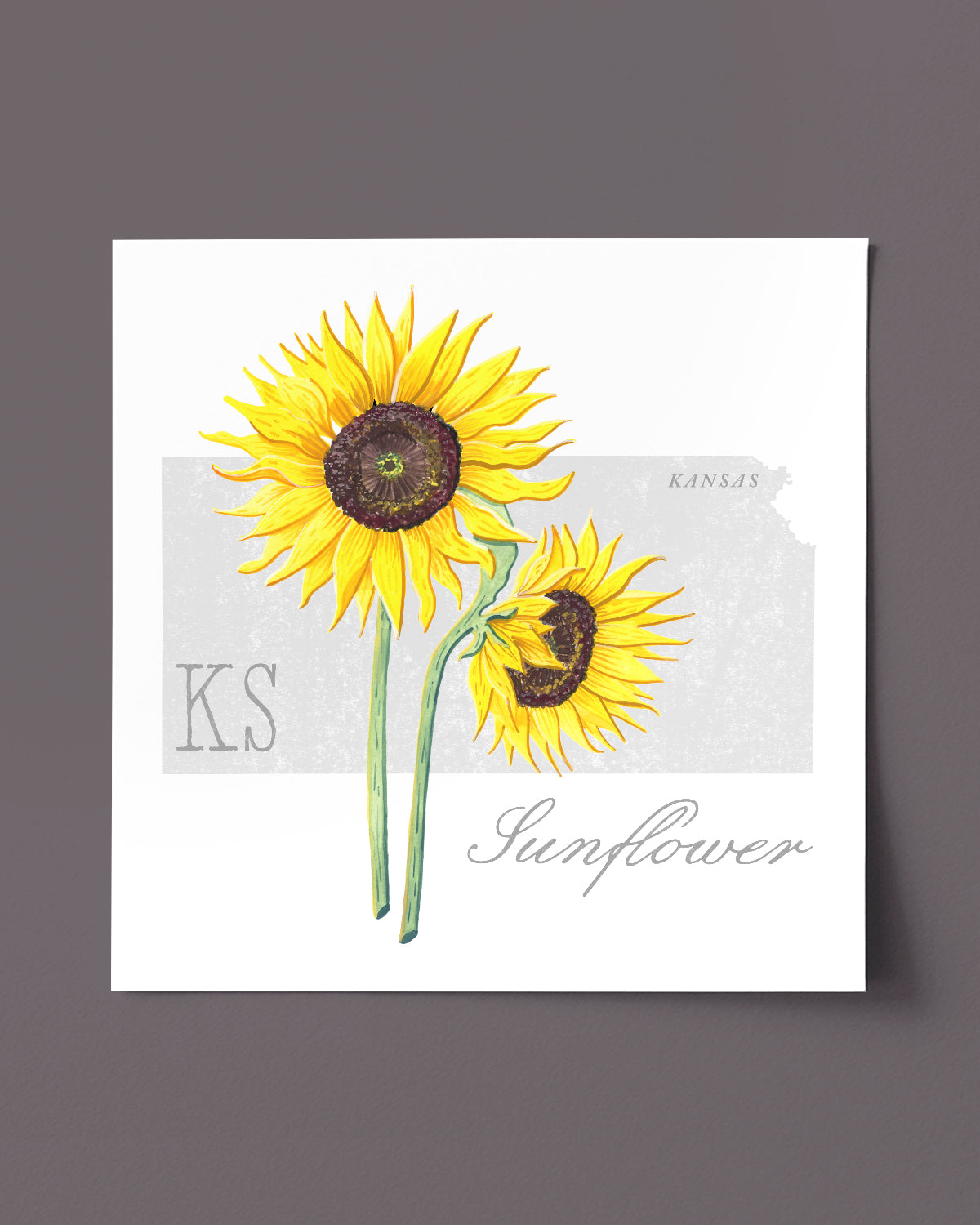 Kansas (Sunflower) state flower fine art print, classic botanical style on white background. Oak frame available.