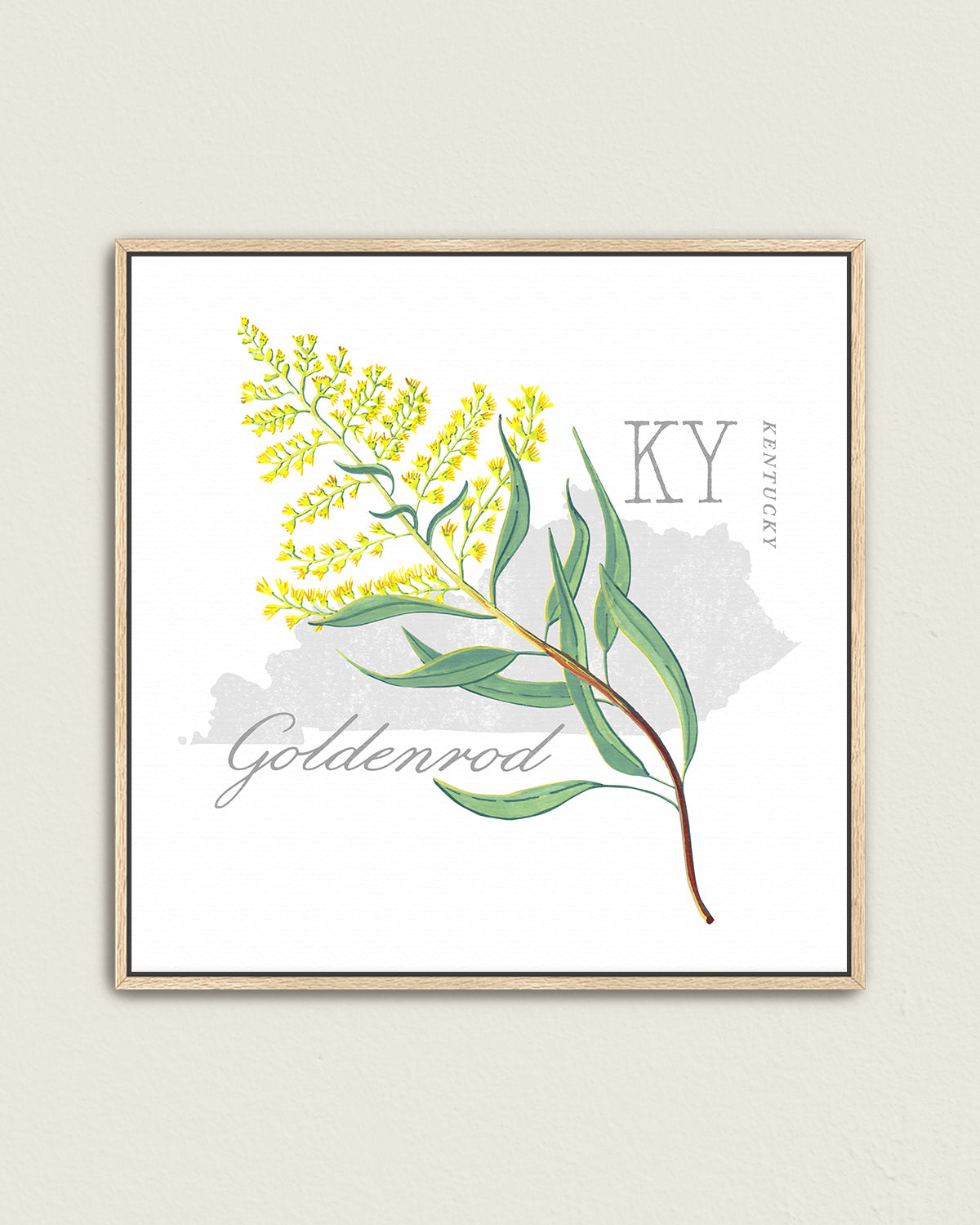 Kentucky (Goldenrod) state flower fine art print, classic botanical style on white background. Oak frame available.