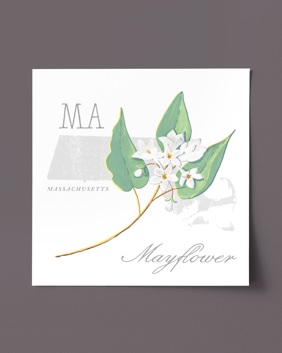 Massachusetts (Mayflower) state flower fine art print, classic botanical style on white background. Oak frame available.