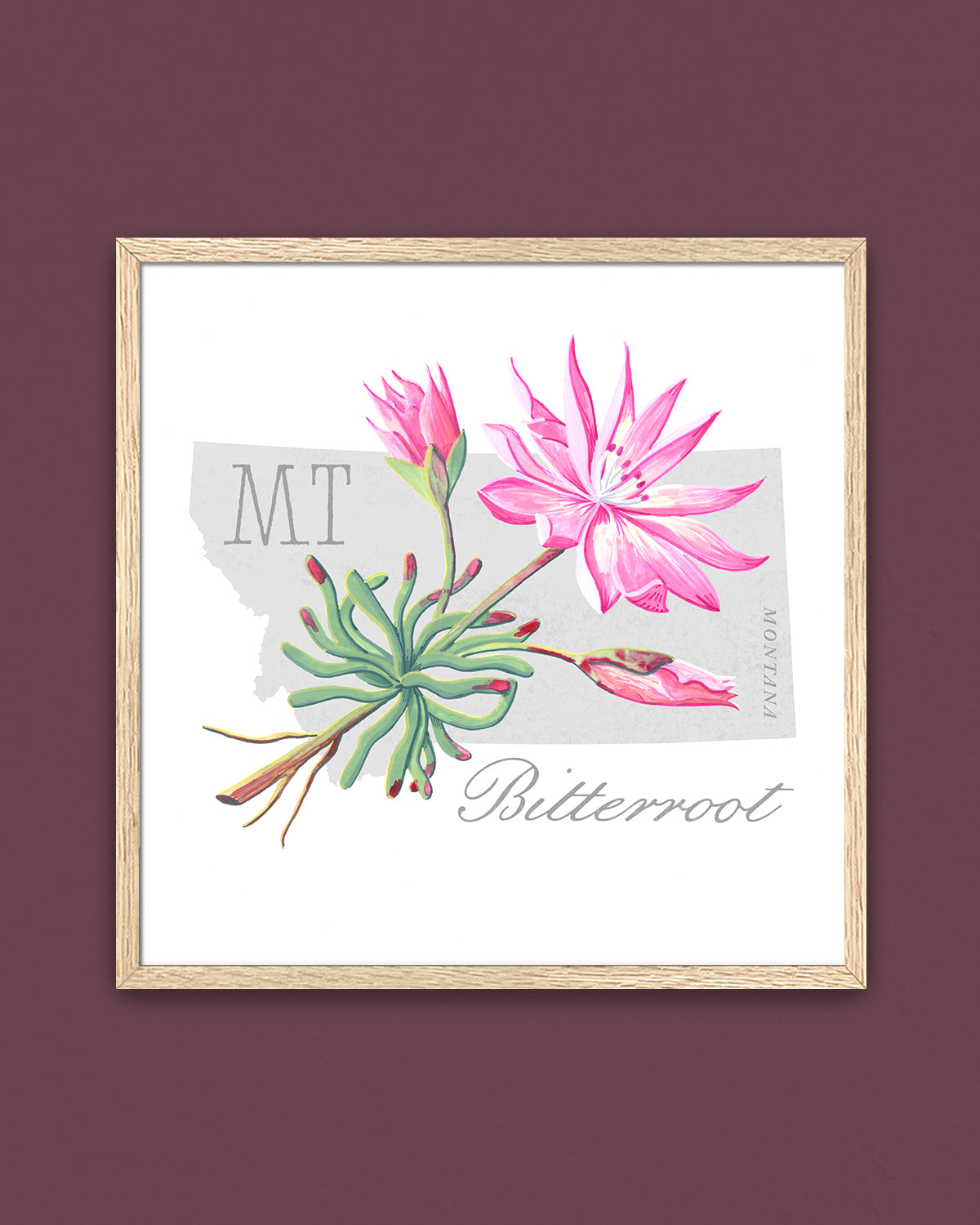 Montana (Bitterroot) state flower fine art print, classic botanical style on white background. Oak frame available.
