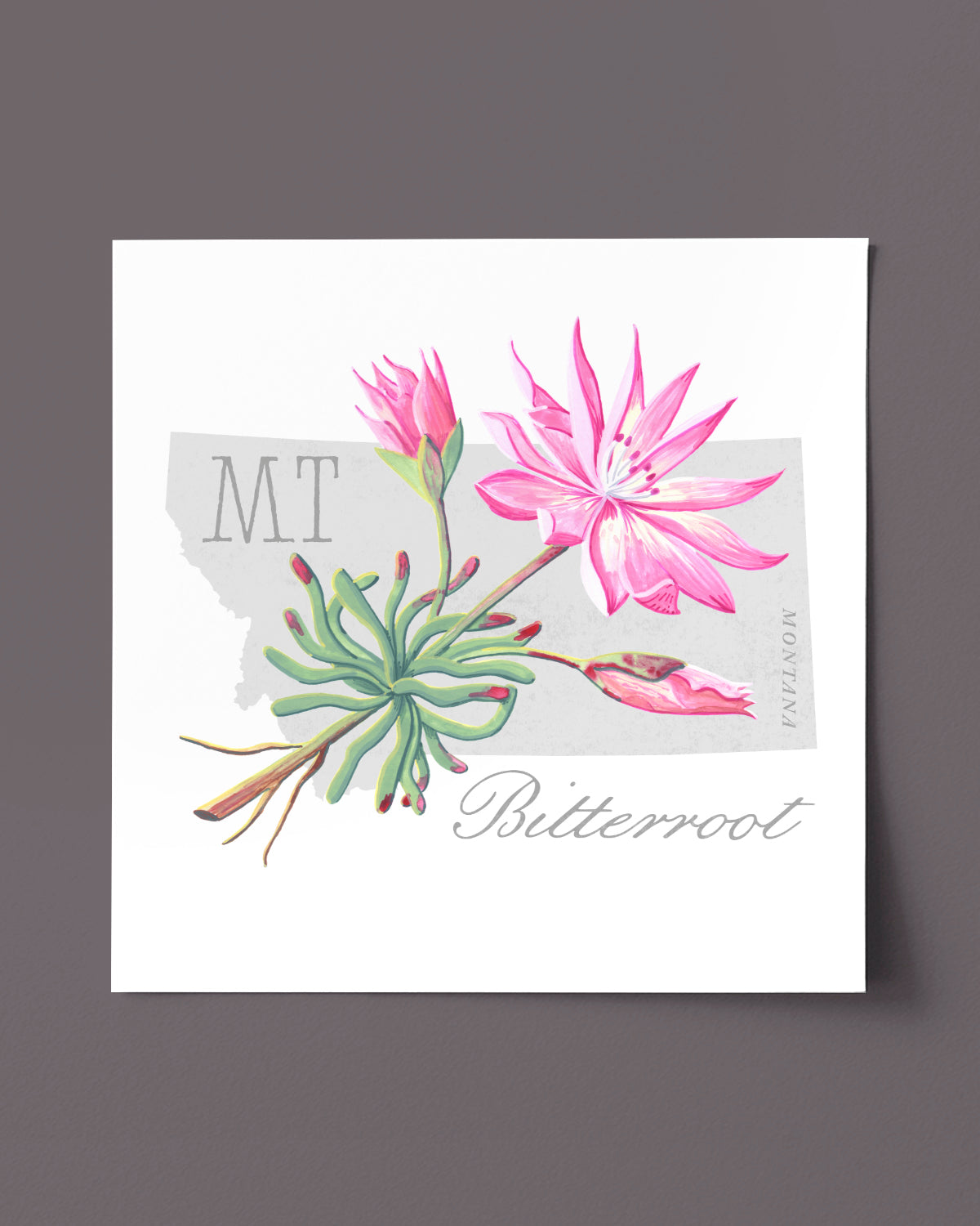 Montana (Bitterroot) state flower fine art print, classic botanical style on white background. Oak frame available.