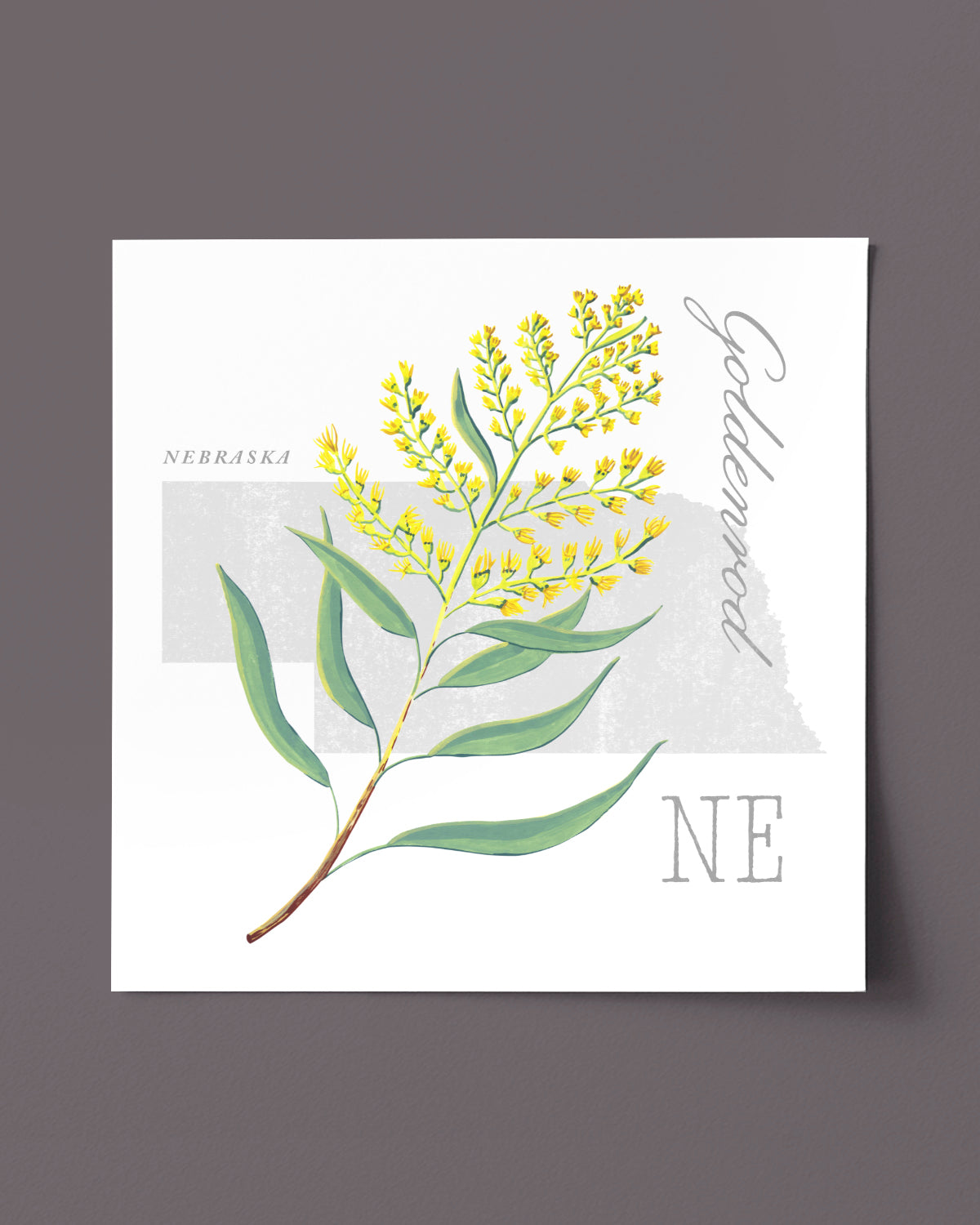 Nebraska (Goldenrod) state flower fine art print, classic botanical style on white background. Oak frame available.