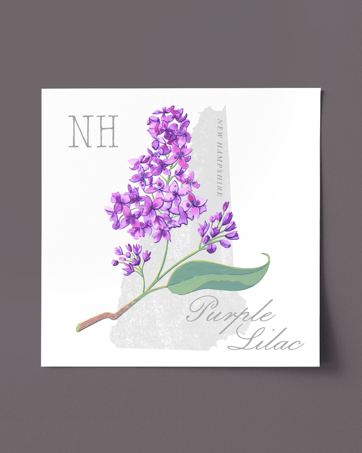 New Hampshire (Purple Lilac) state flower fine art print, classic botanical style on white background. Oak frame available.