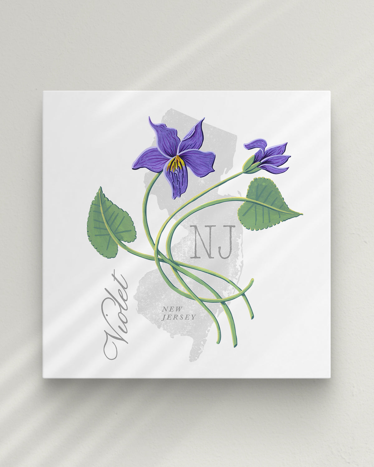 New Jersey (Violet) state flower fine art print, classic botanical style on white background. Oak frame available.