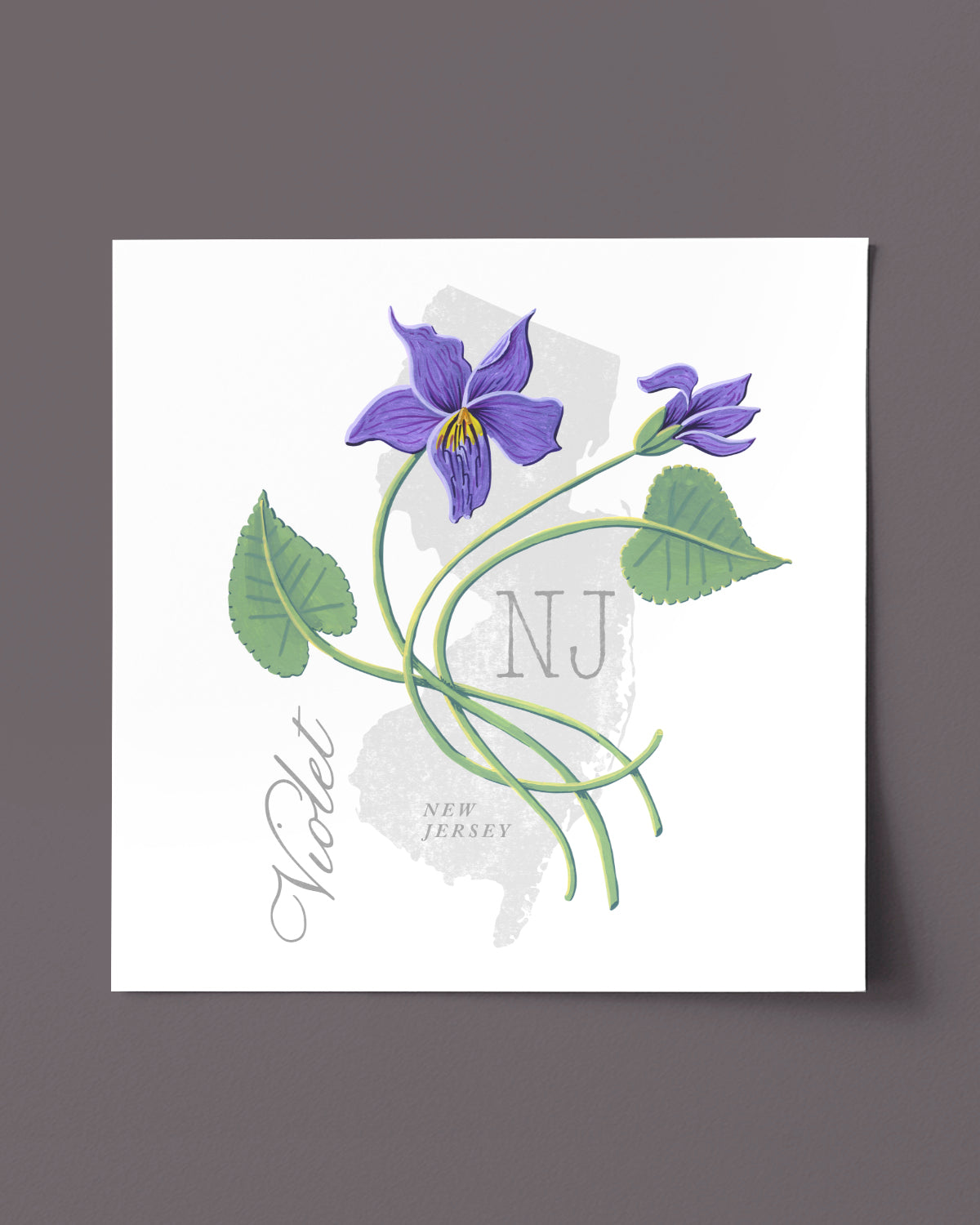 New Jersey (Violet) state flower fine art print, classic botanical style on white background. Oak frame available.