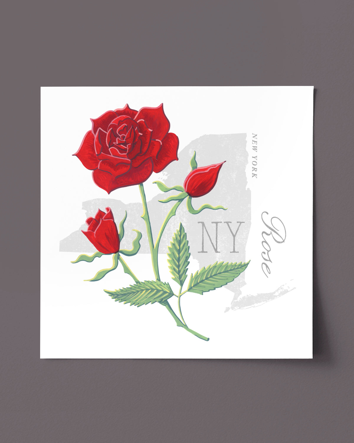 New York (Rose) state flower fine art print, classic botanical style on white background. Oak frame available.