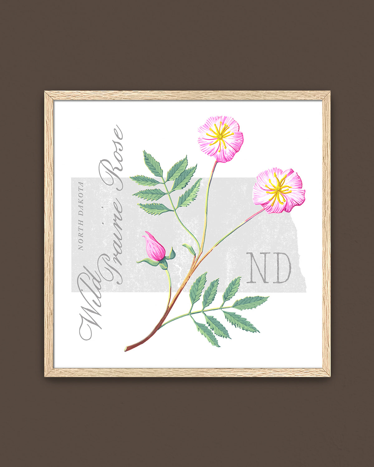 North Dakota (Wild Prairie Rose) state flower fine art print, classic botanical style on white background. Oak frame available.