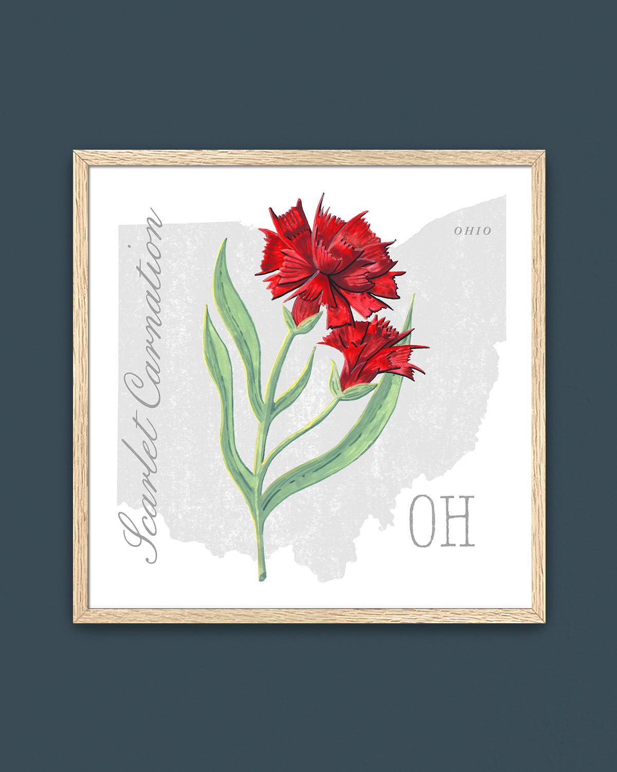 Ohio (Scarlet Carnation) state flower fine art print, classic botanical style on white background. Oak frame available.